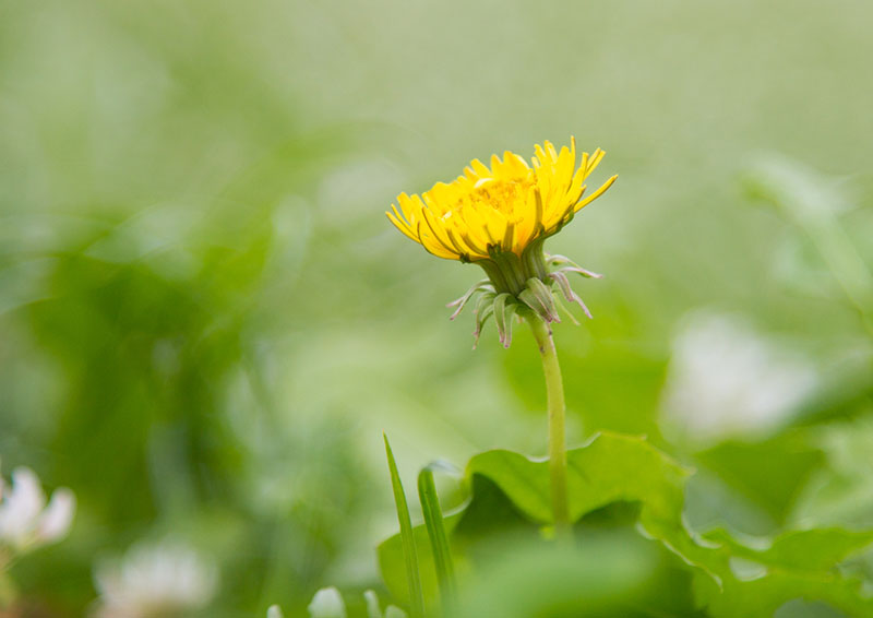 春の野に黄色いボタン（その２）
