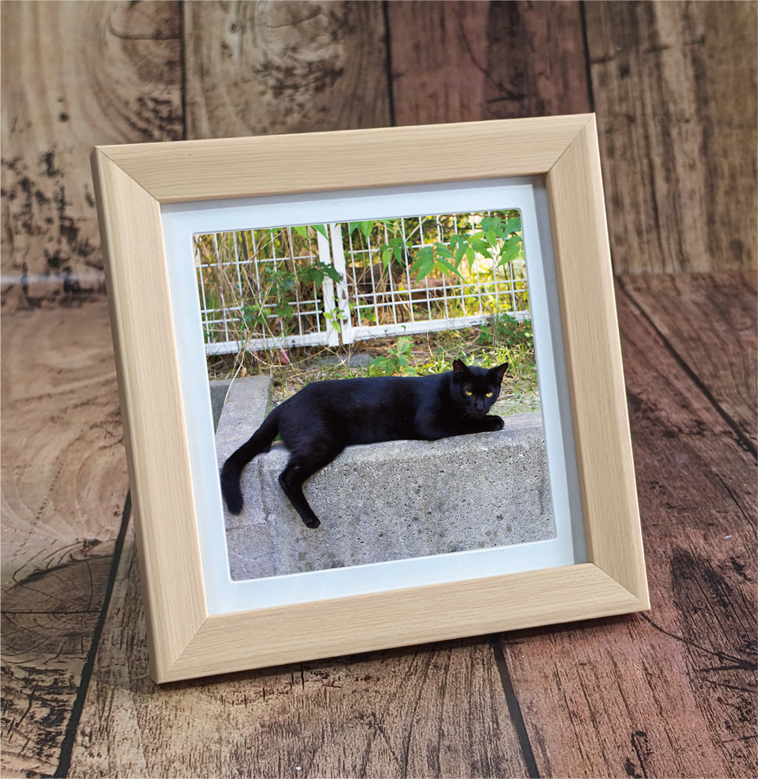 まるでぬいぐるみのような黒い猫
