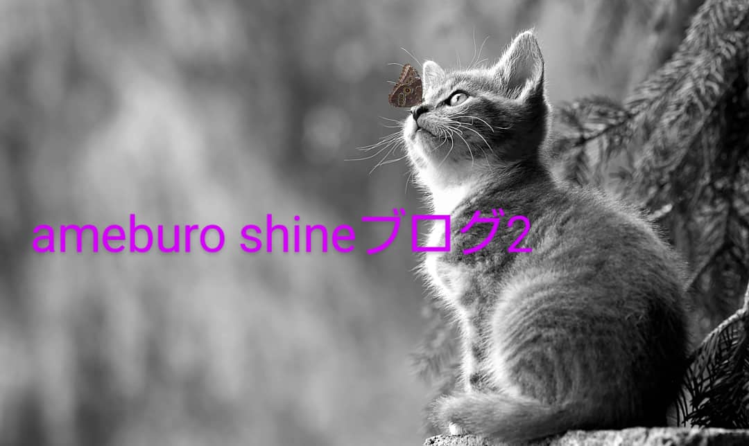 保護猫 shineブログ2