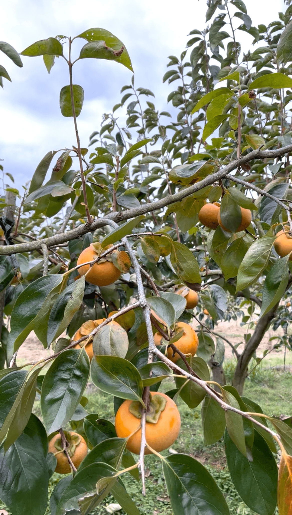 農業日記「富有柿」