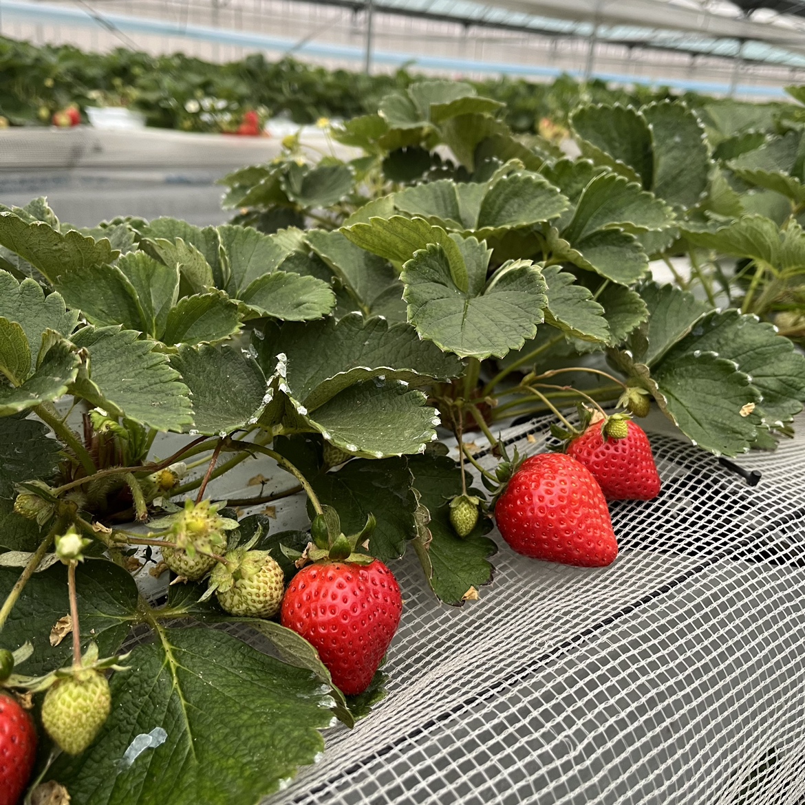 〈2025年〉いちご狩りに関するお知らせ