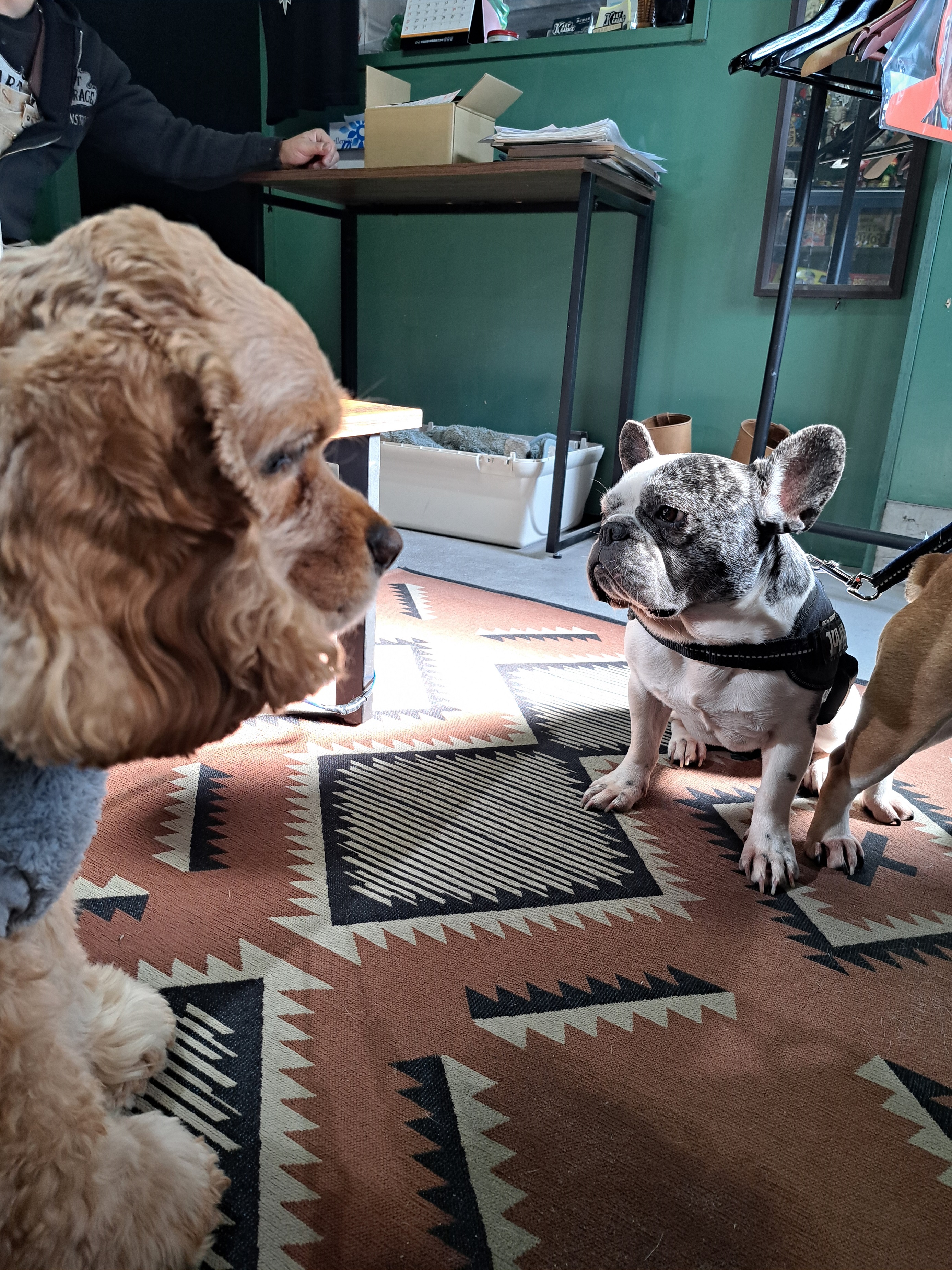 かわいいお客さんと来週のイベント