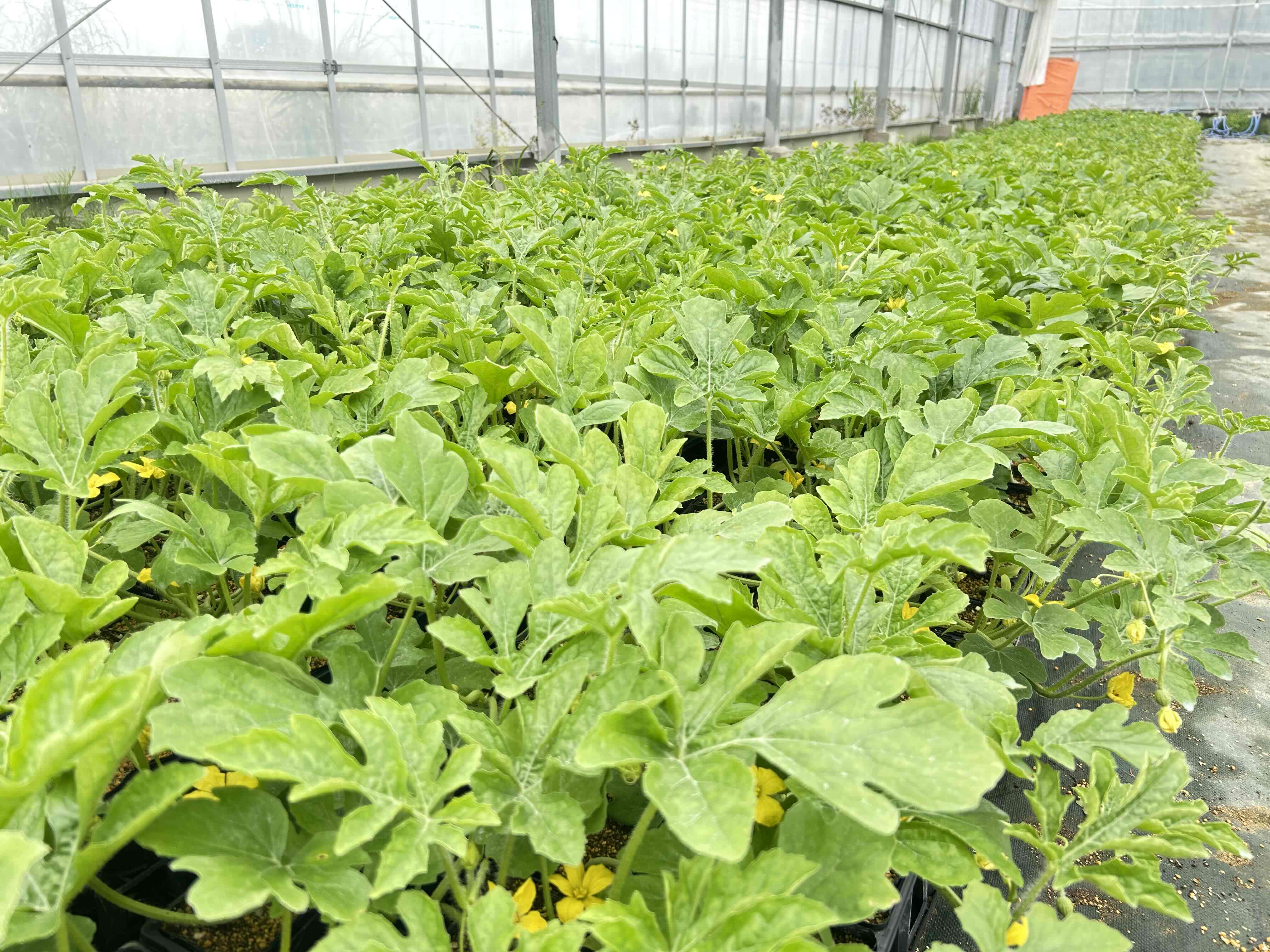 もうすぐハウスに植えます🍉