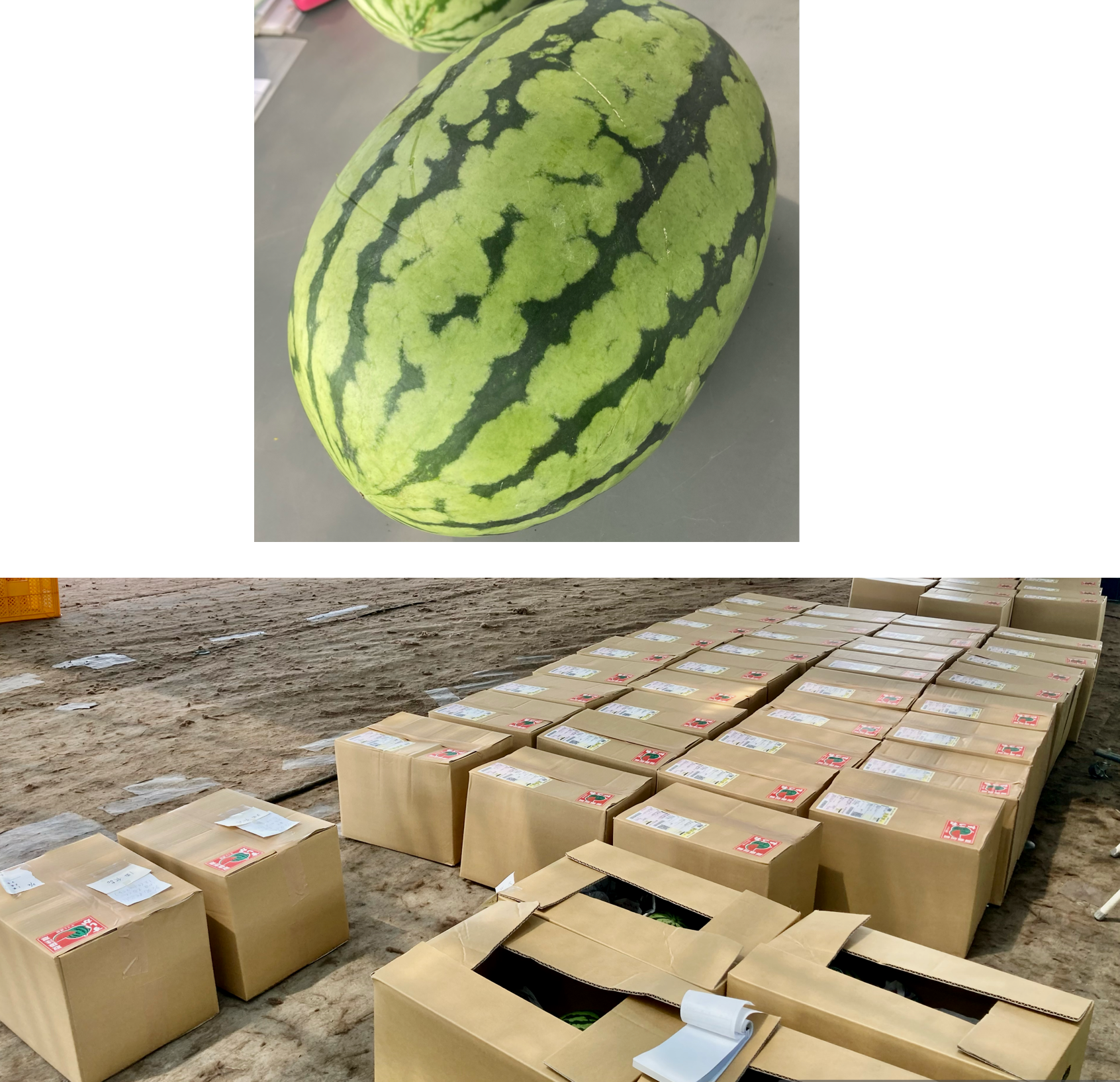 すいかの発送が始まりました♪
