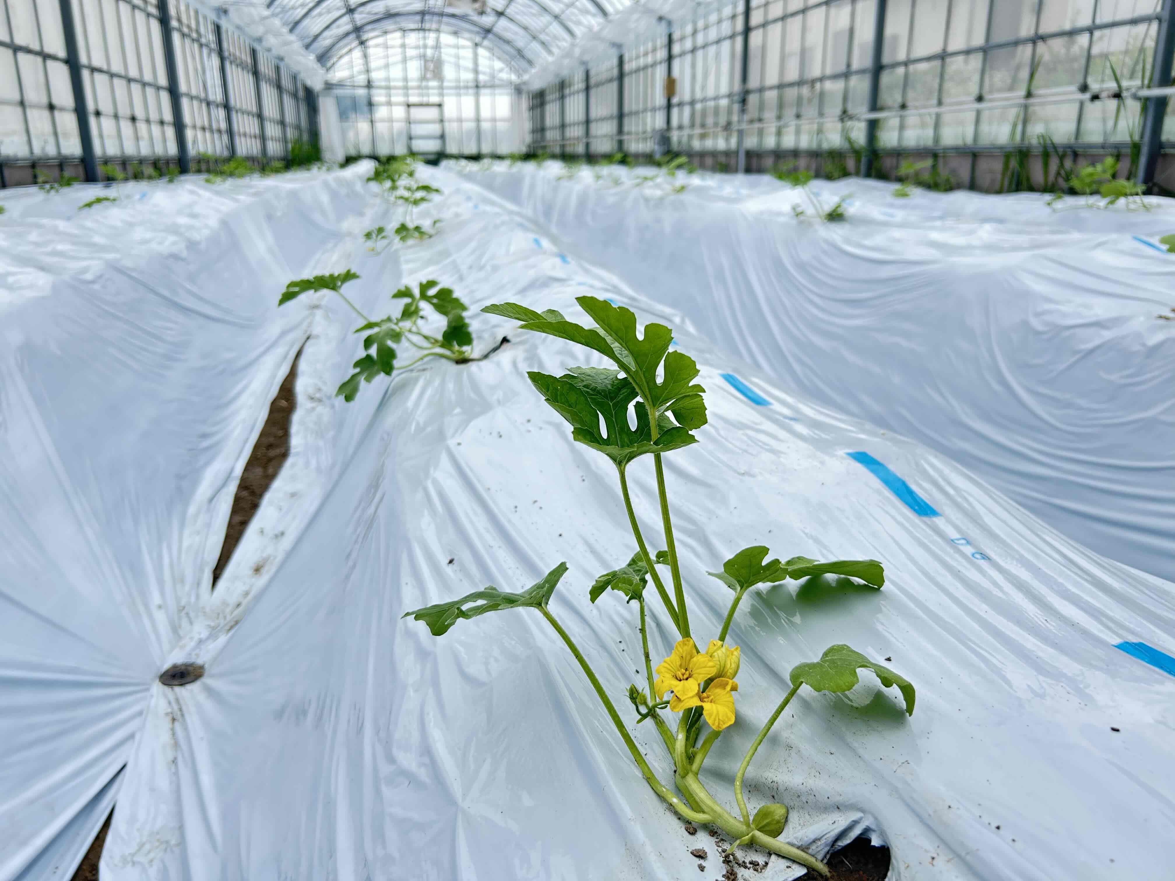 スイカの植え付けが完了！