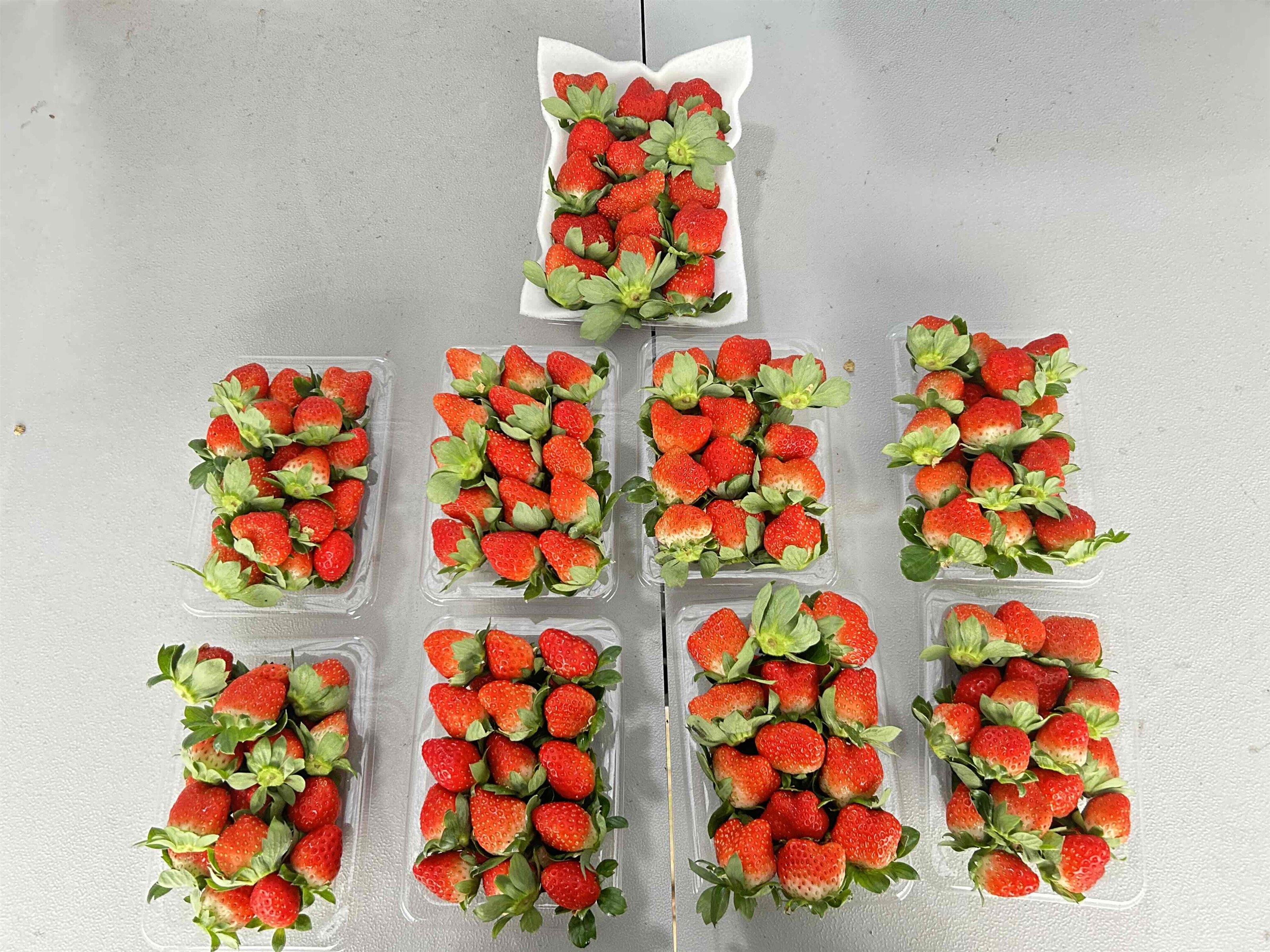 今シーズンいちご初収穫！