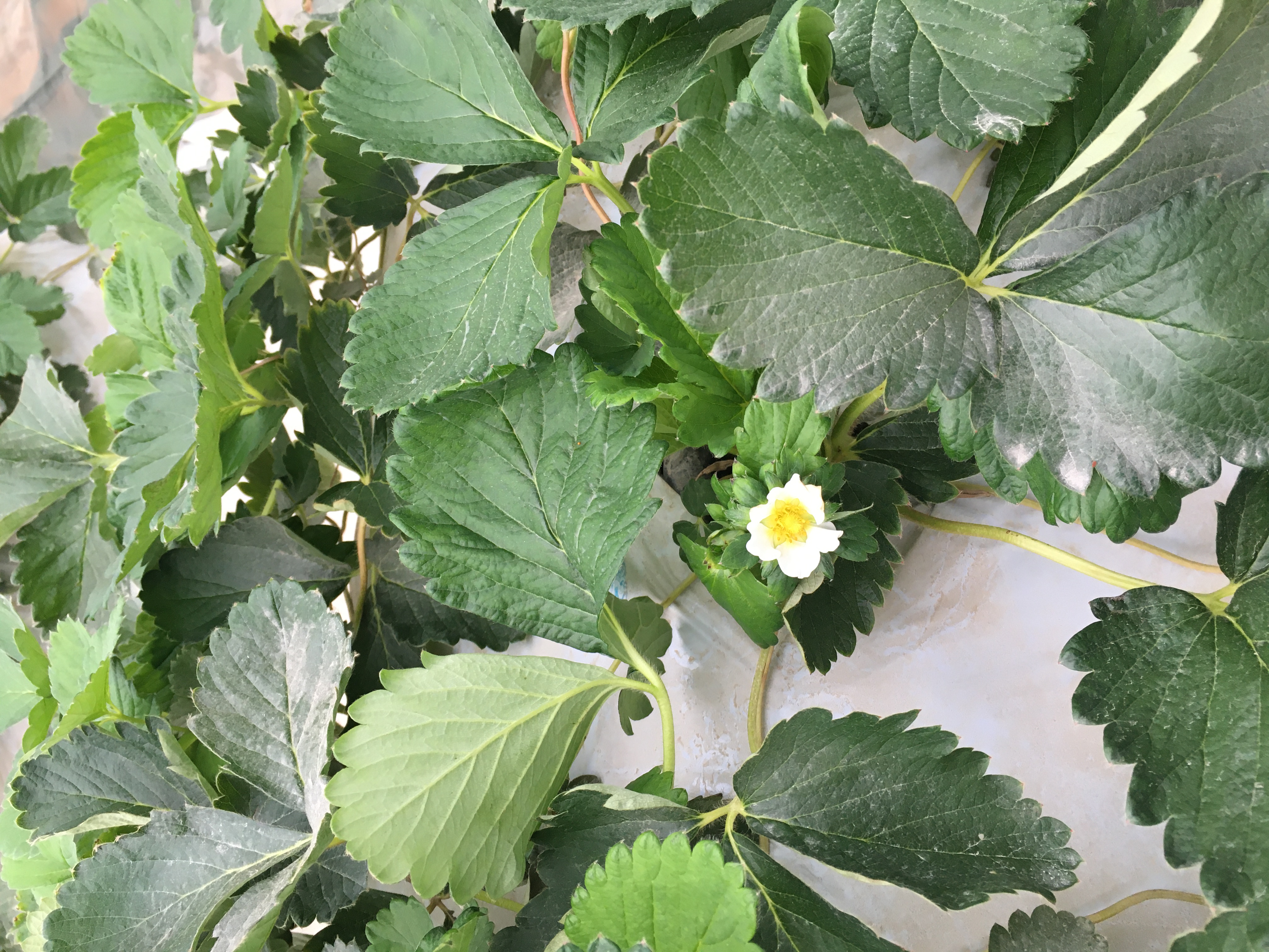 開花しました♪