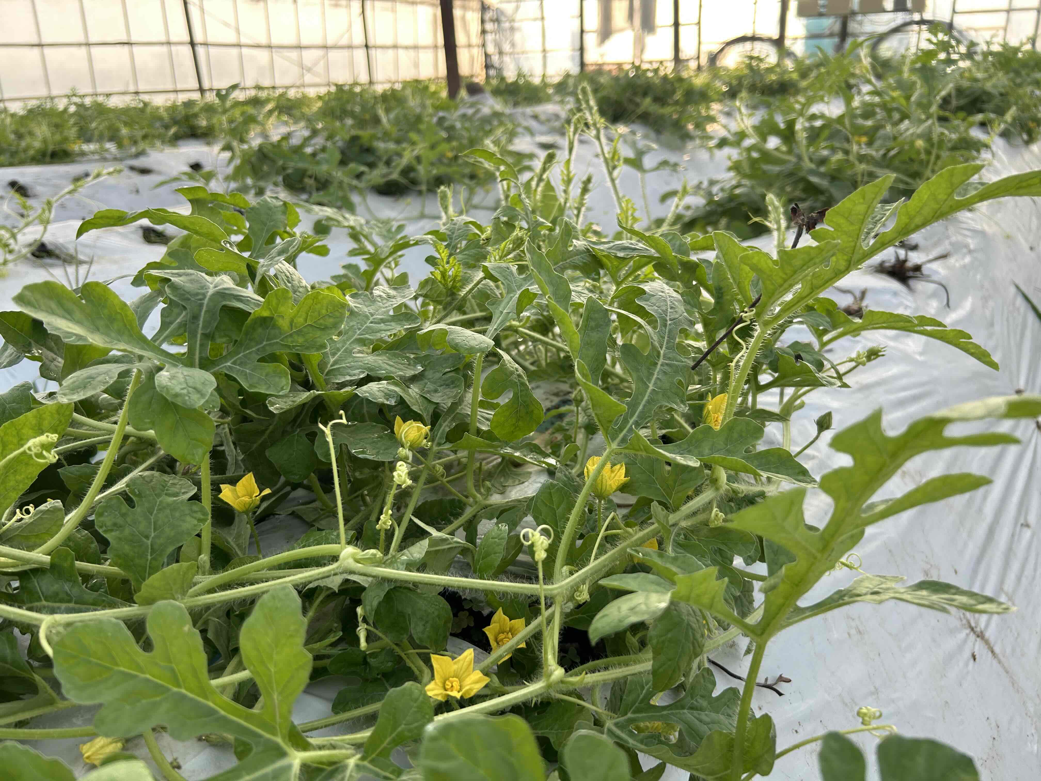 スイカの黄色い花