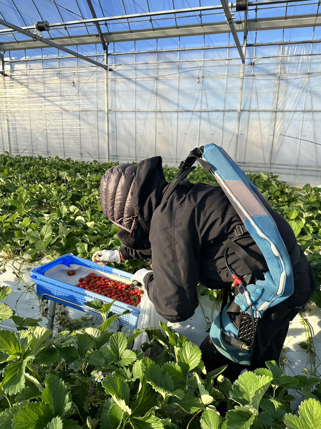朝早くから収穫を行っております♪