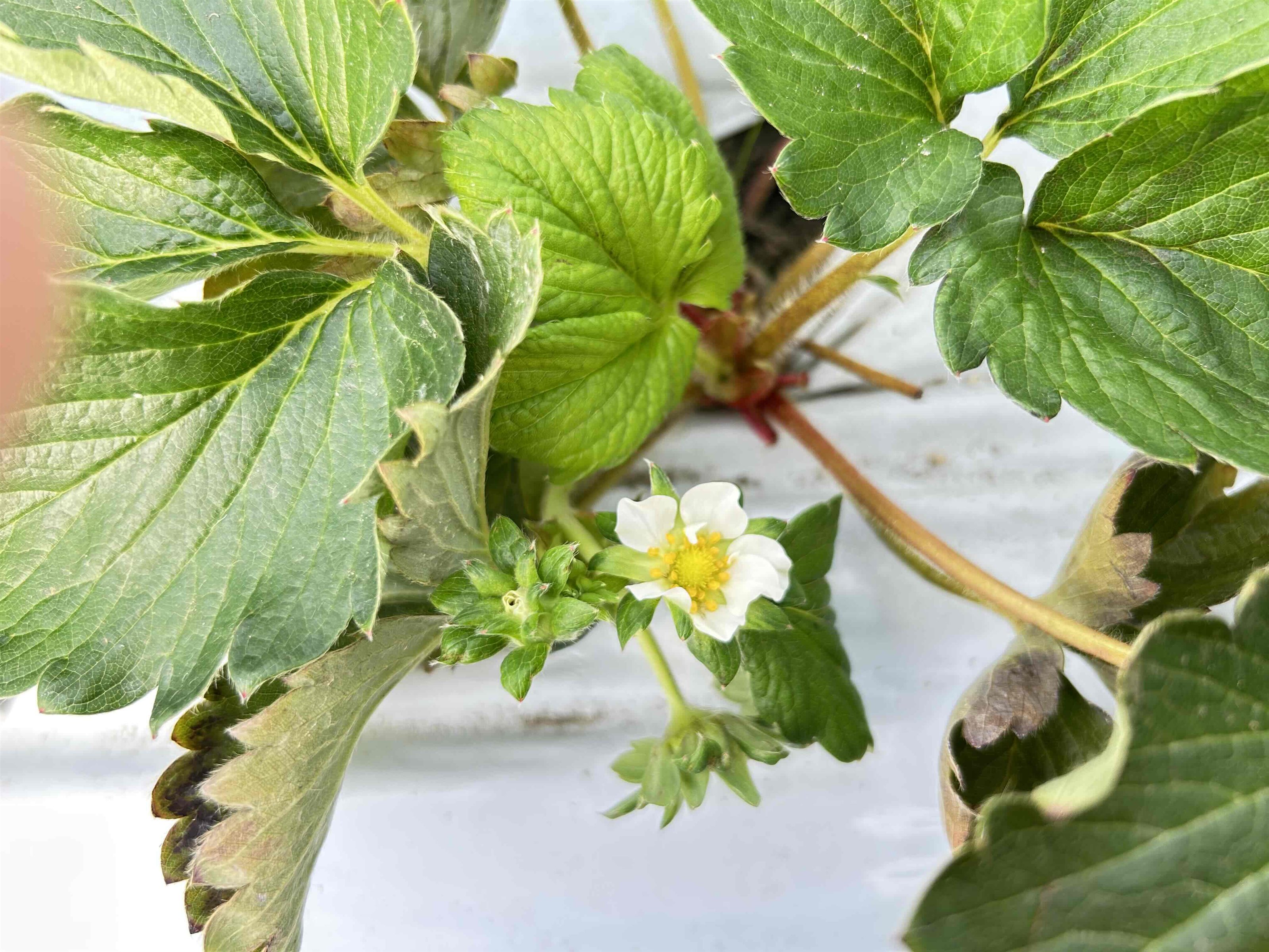 いちごの開花