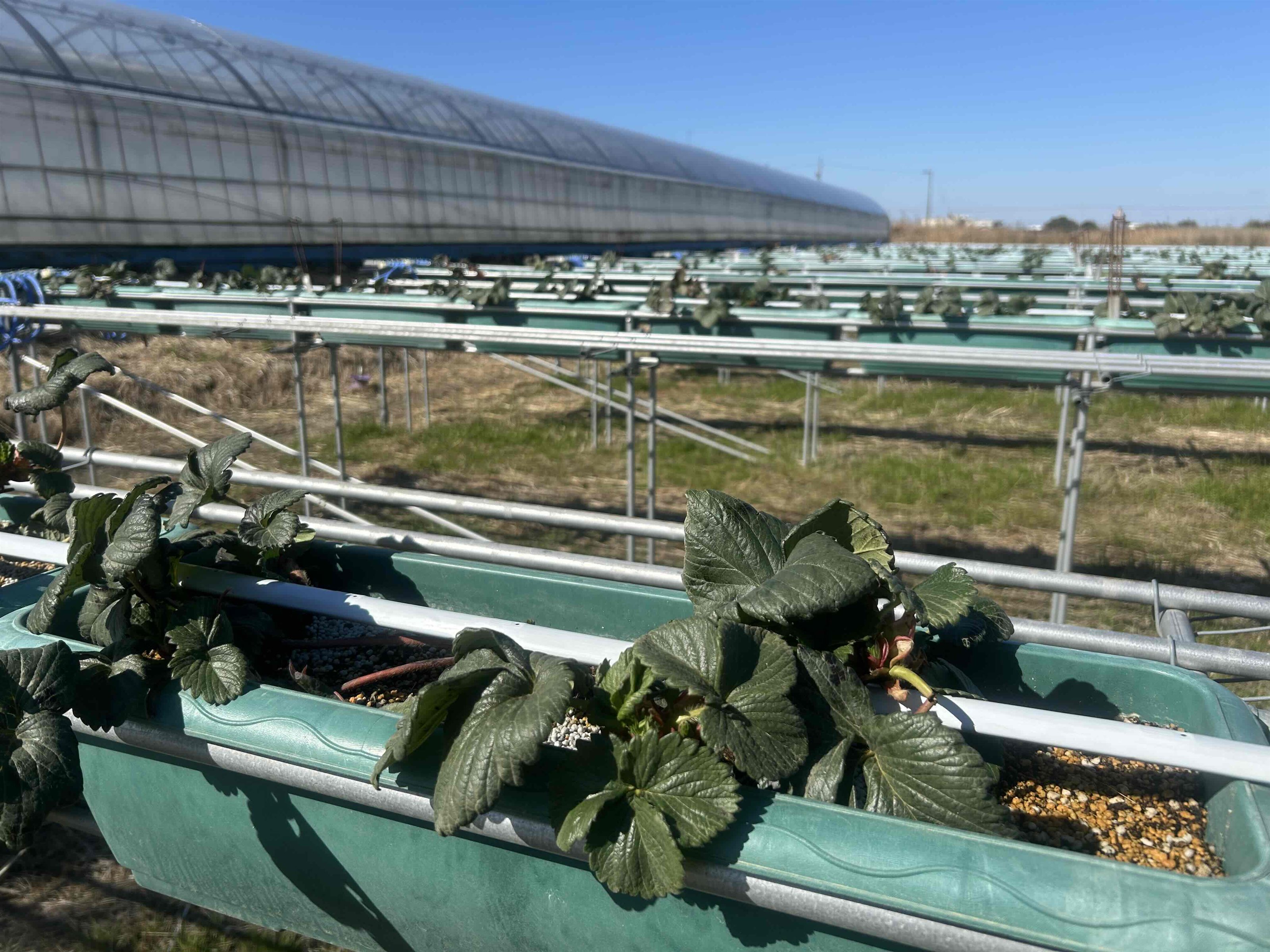 来期のいちご苗