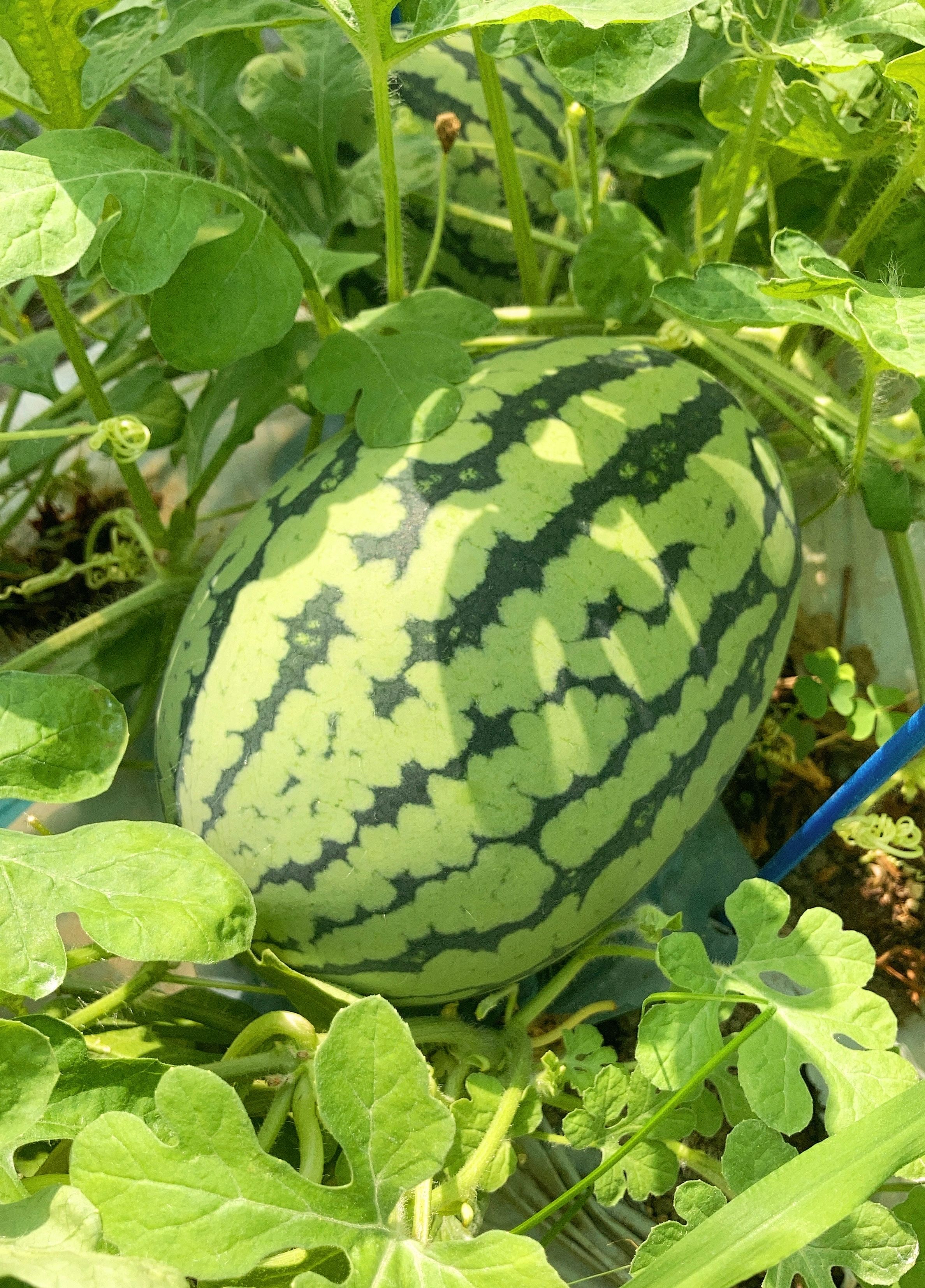 もうすぐ収穫がはじまります！