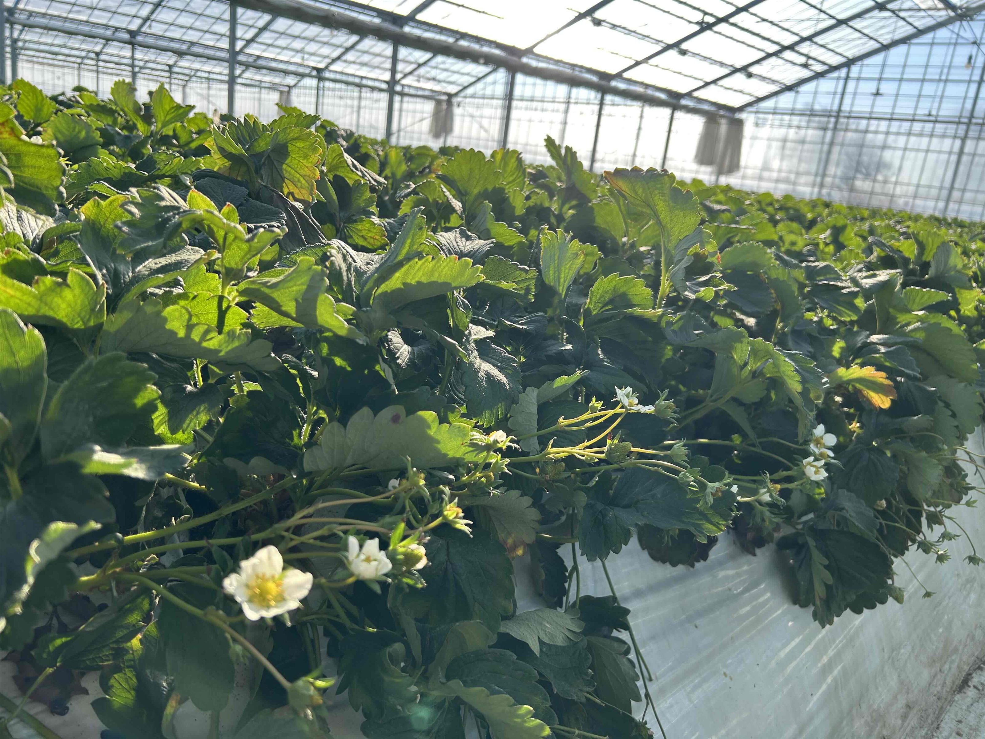 1月下旬に大玉～特大いちご収穫予定！