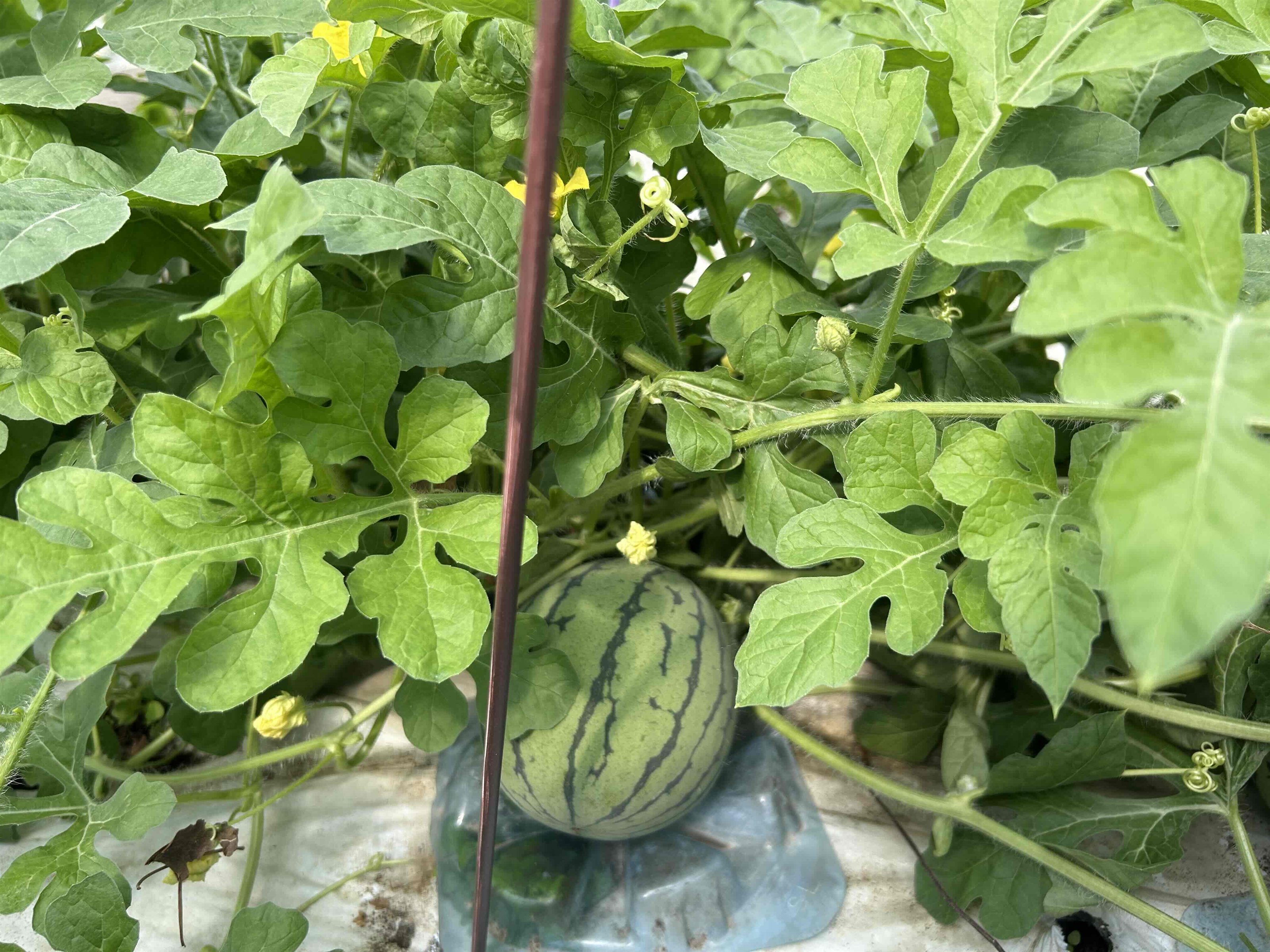 スイカの実が肥大中🍉
