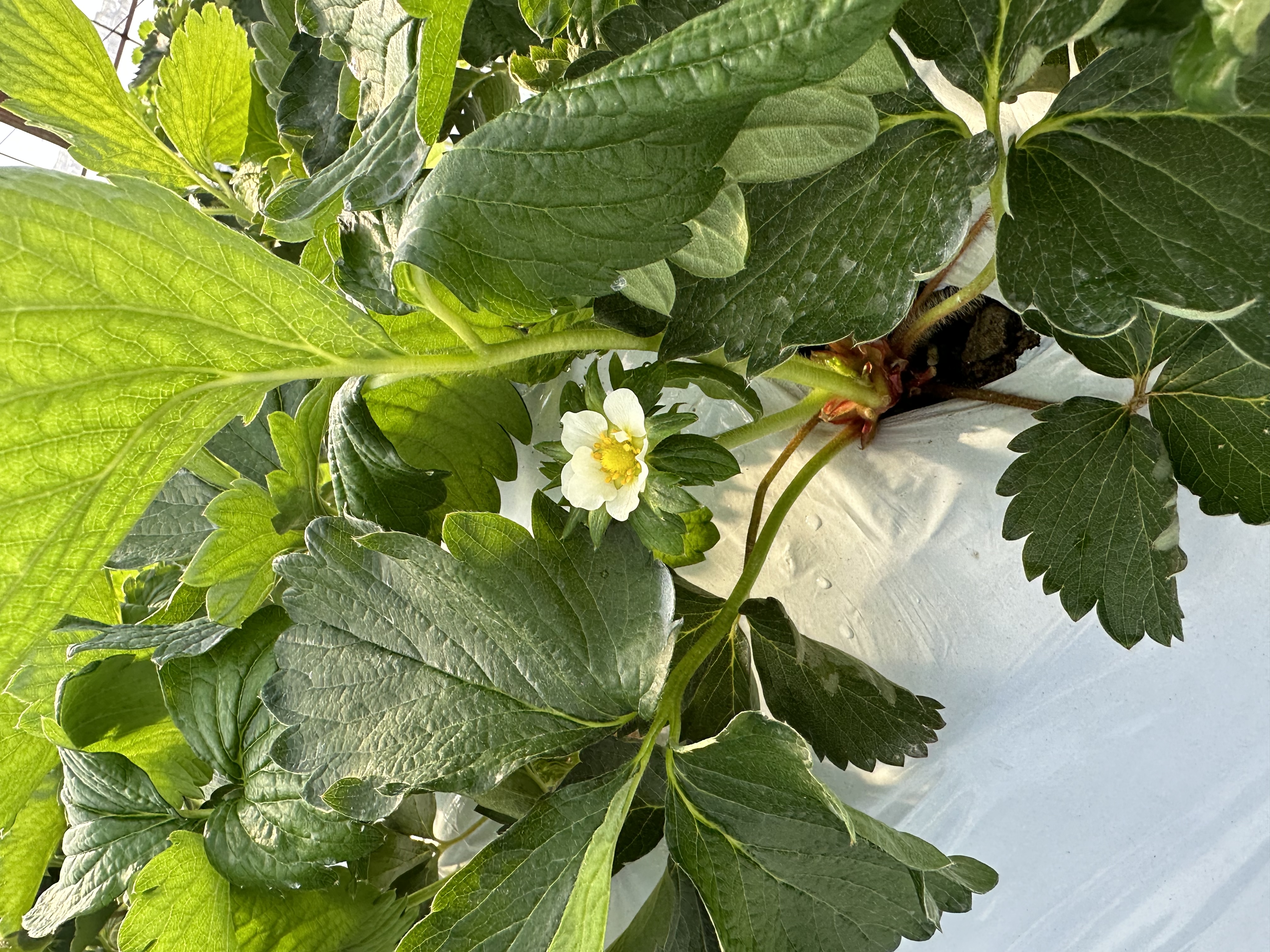 きらぴ香も開花しています♪