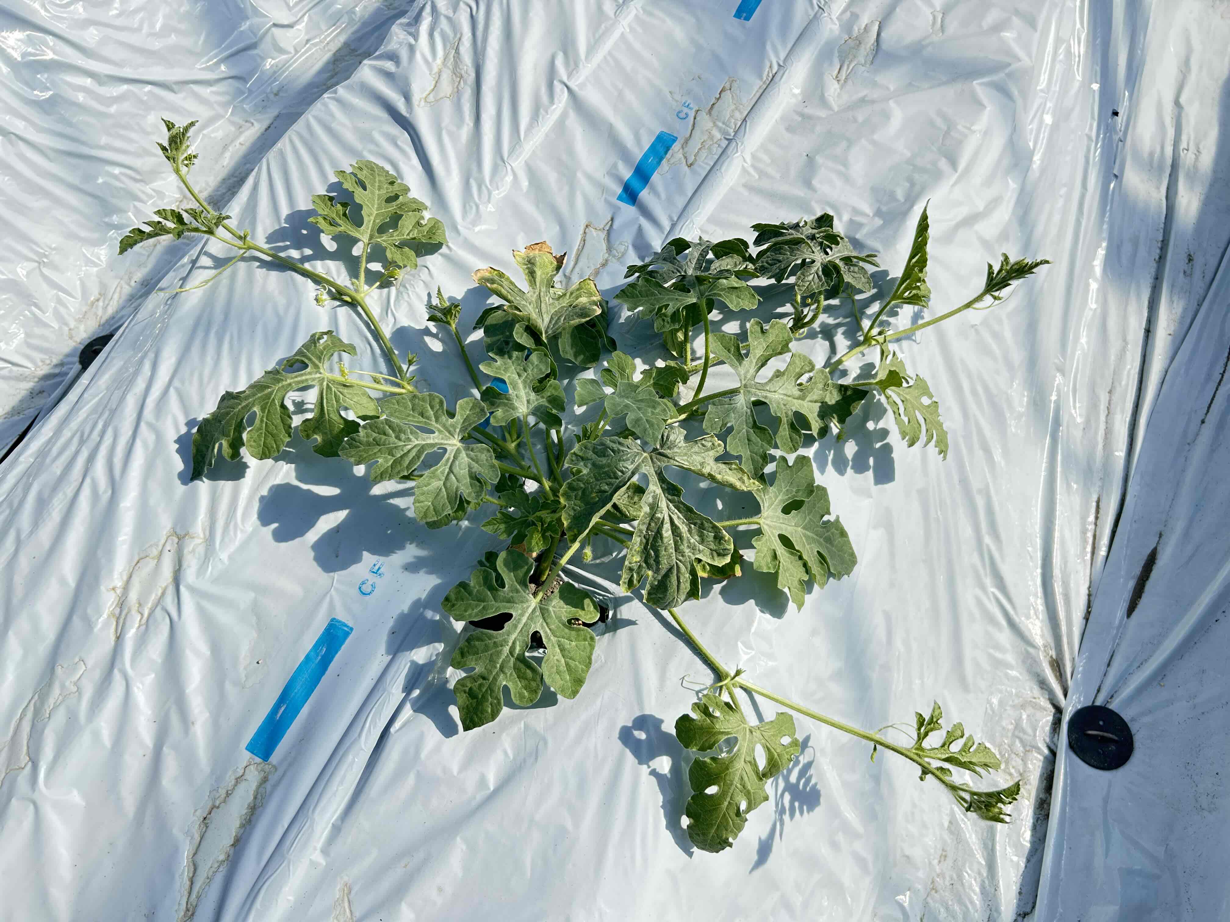 すいかの植付が終わりつるが伸びてきました♪