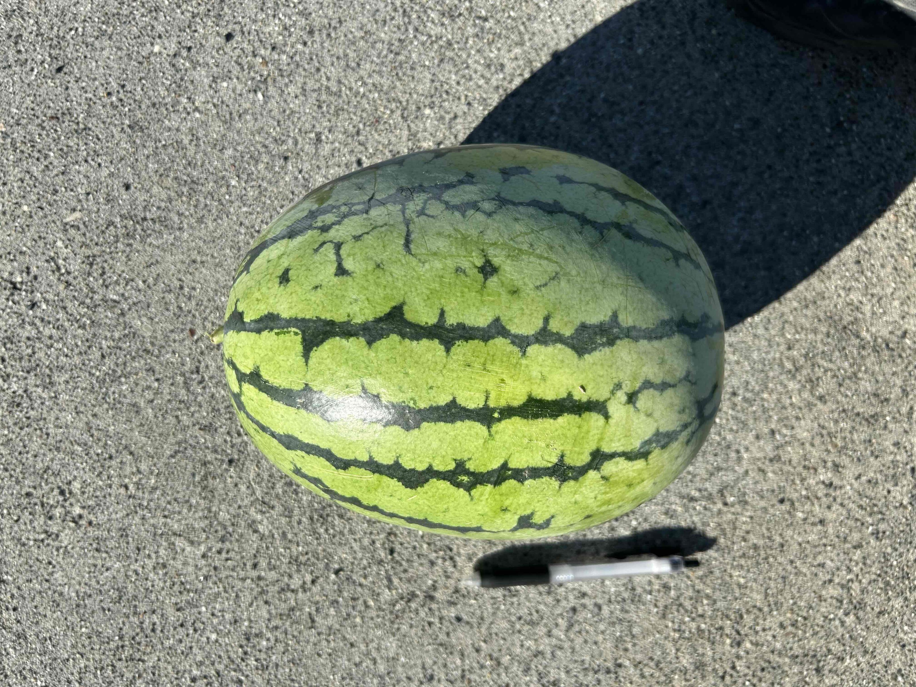 スイカ収穫開始1週間前です🍉