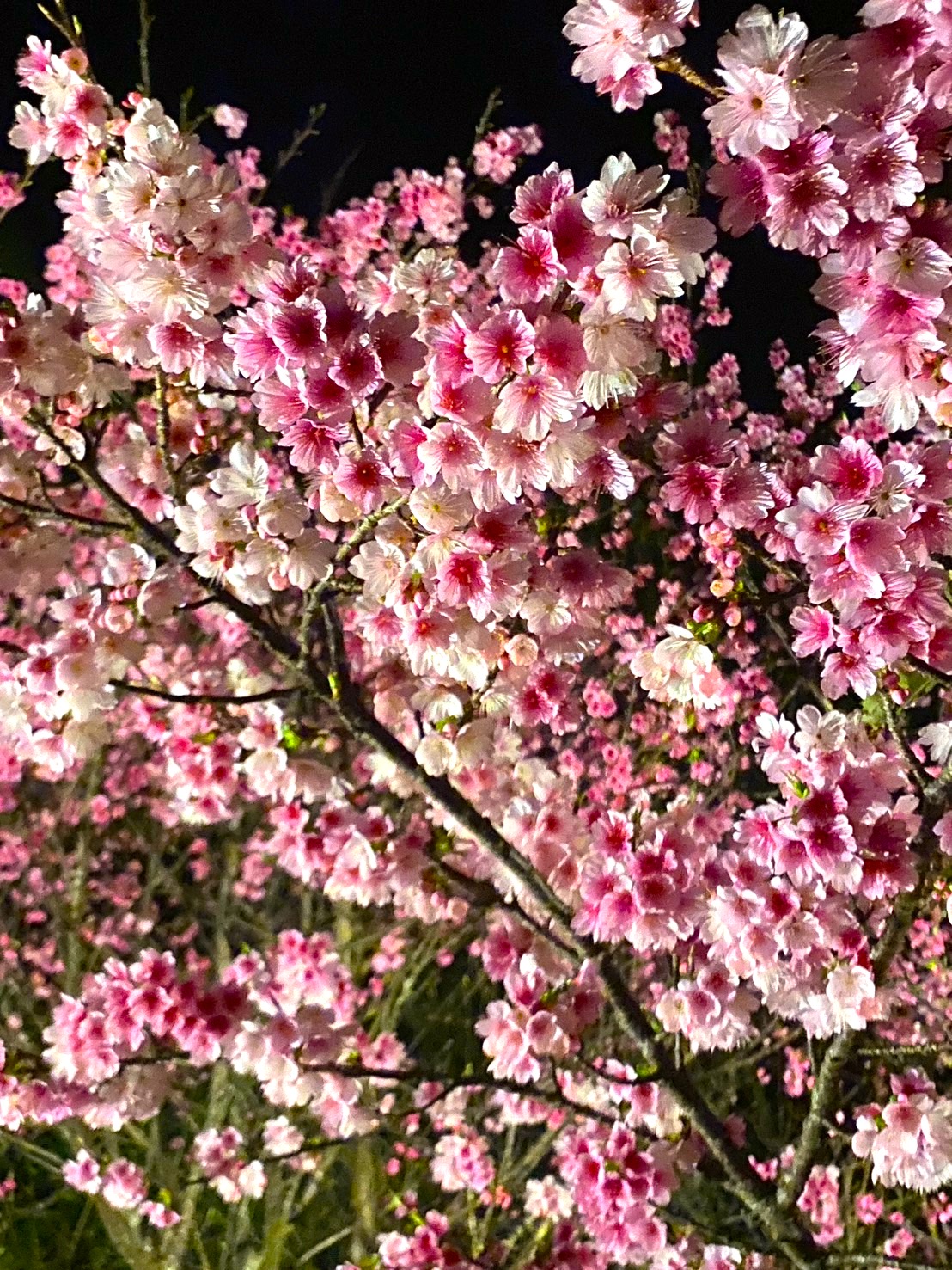 2月は桜の季節