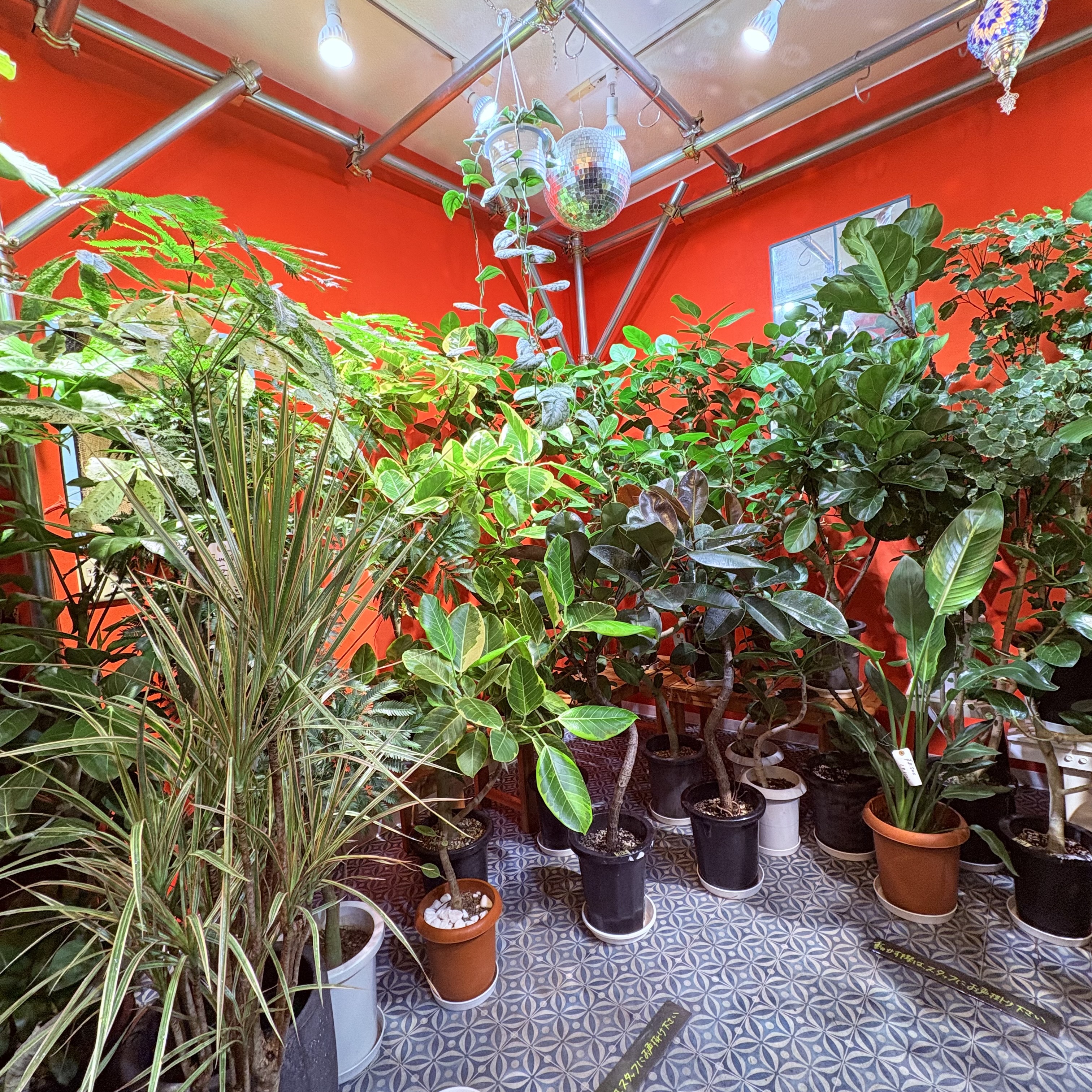 大きな植物も沢山入荷しております！