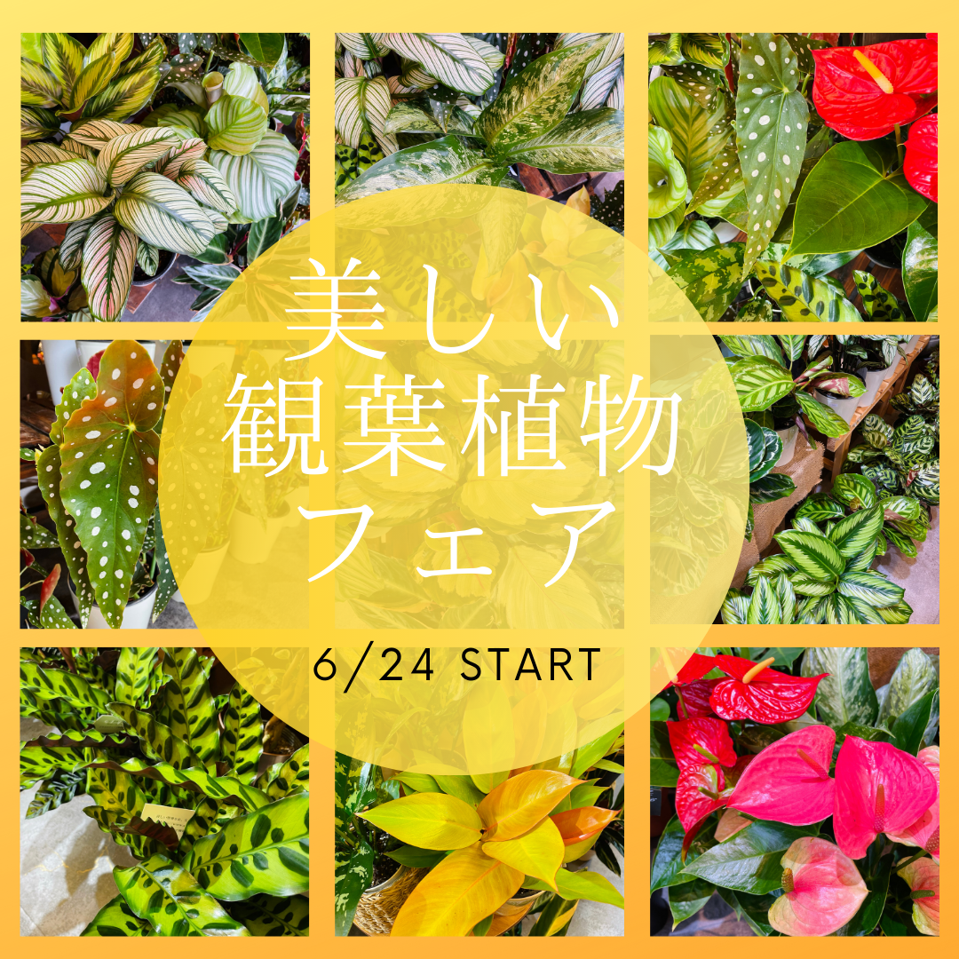 6月24日より開催【美しい観葉植物フェア】