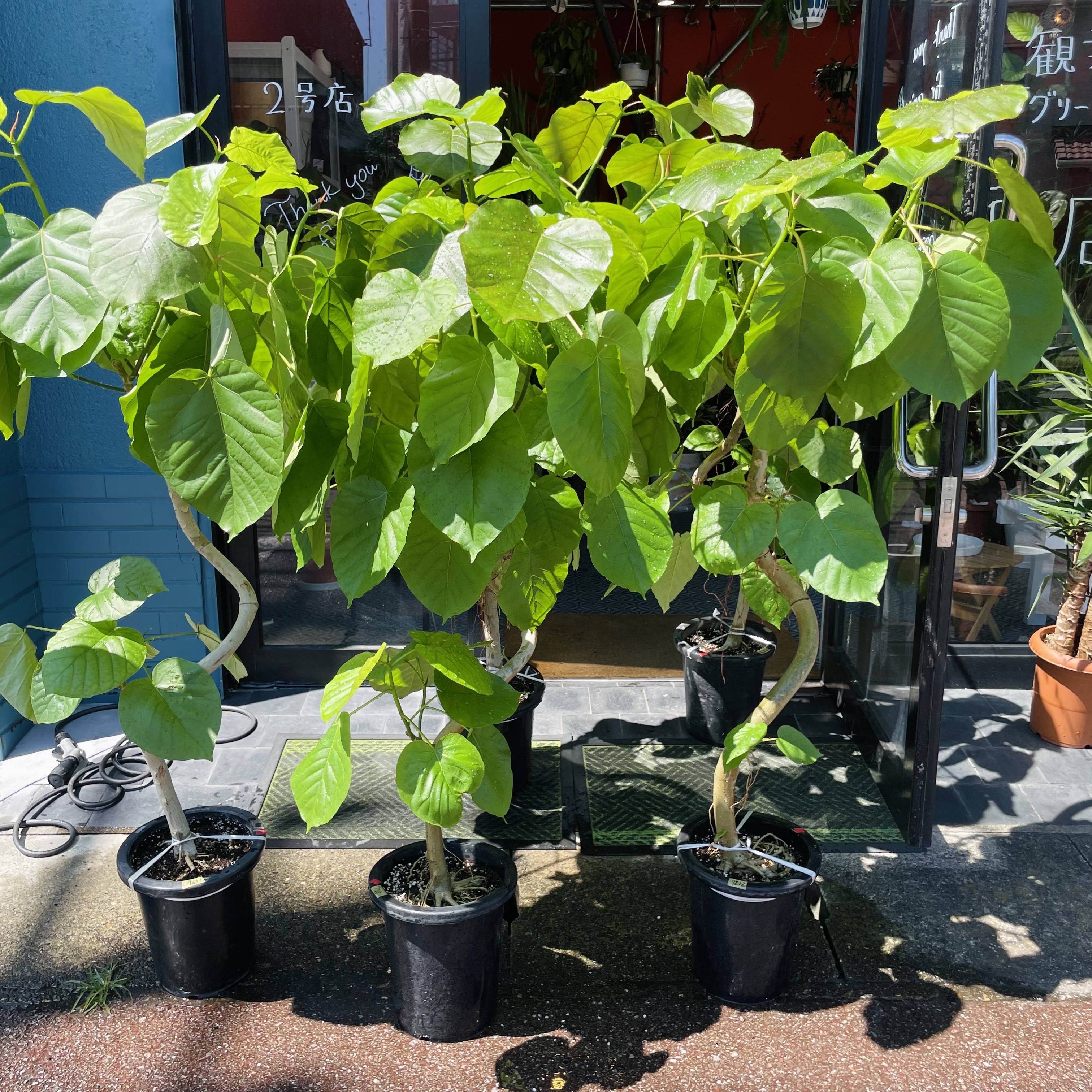 大きな植物も続々と入荷！