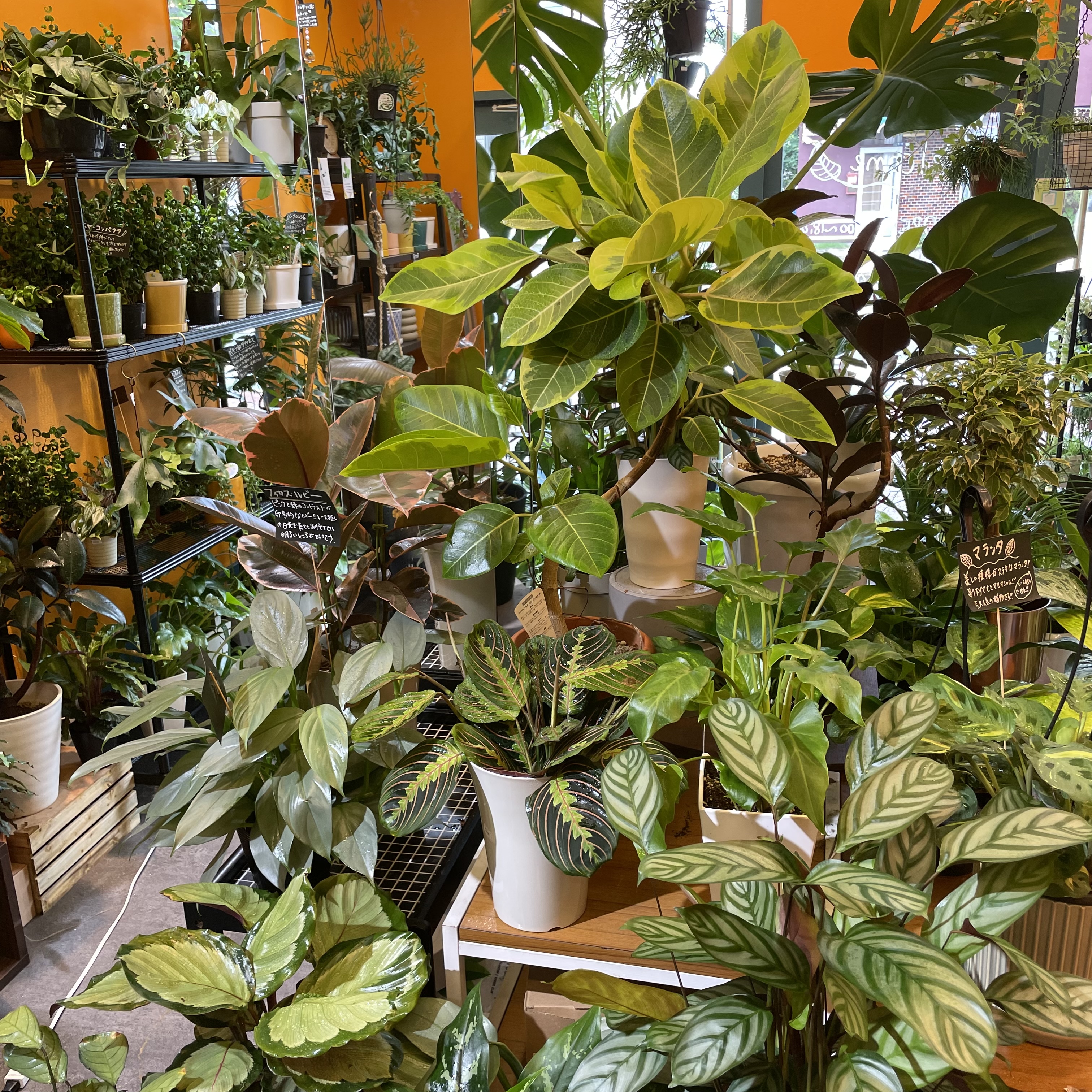 7月20日付け店内の植物の写真たち