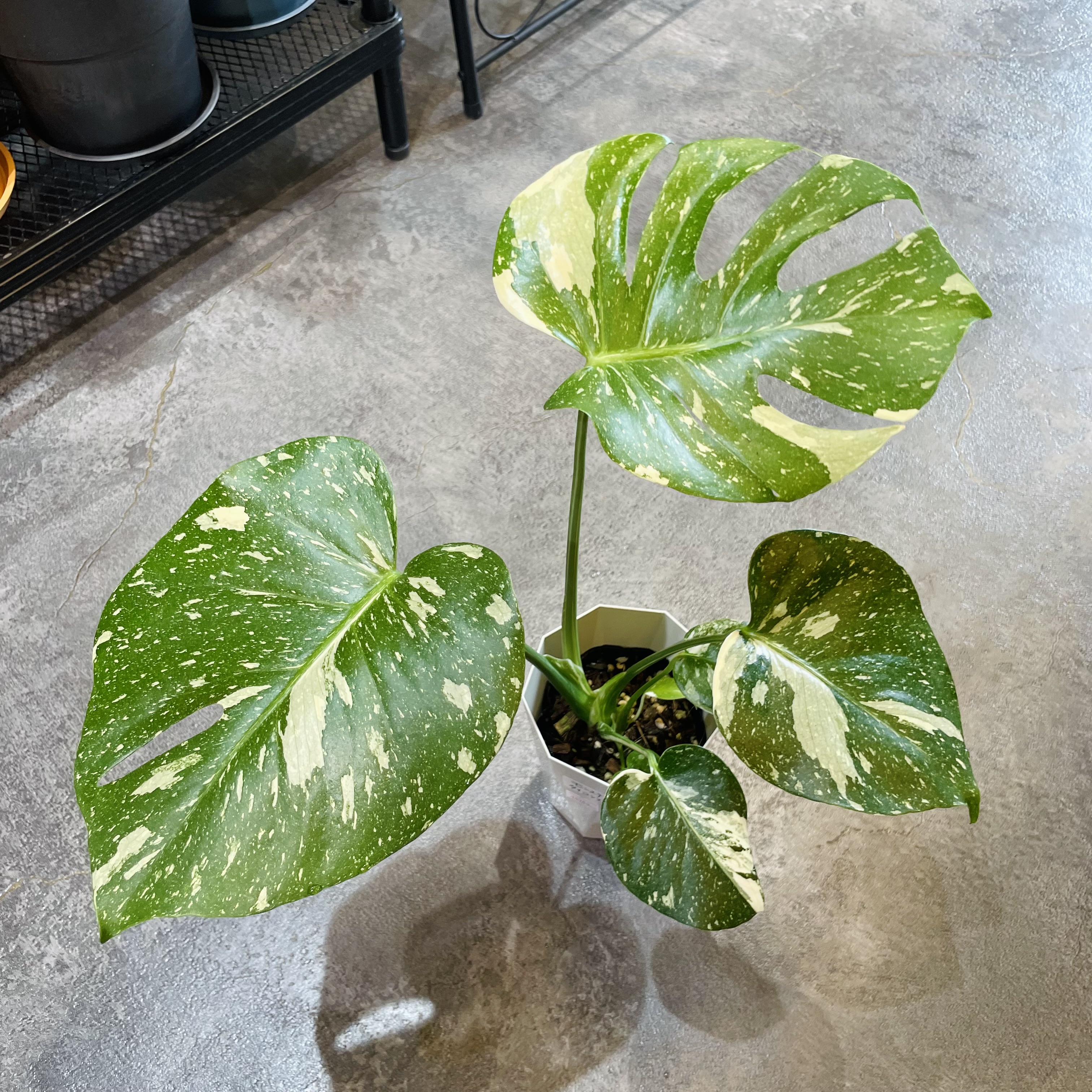 入荷した植物のご紹介！