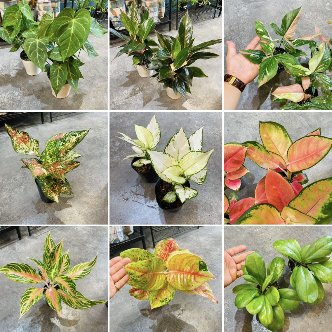 5号までの小さい植物も沢山入荷致しました！