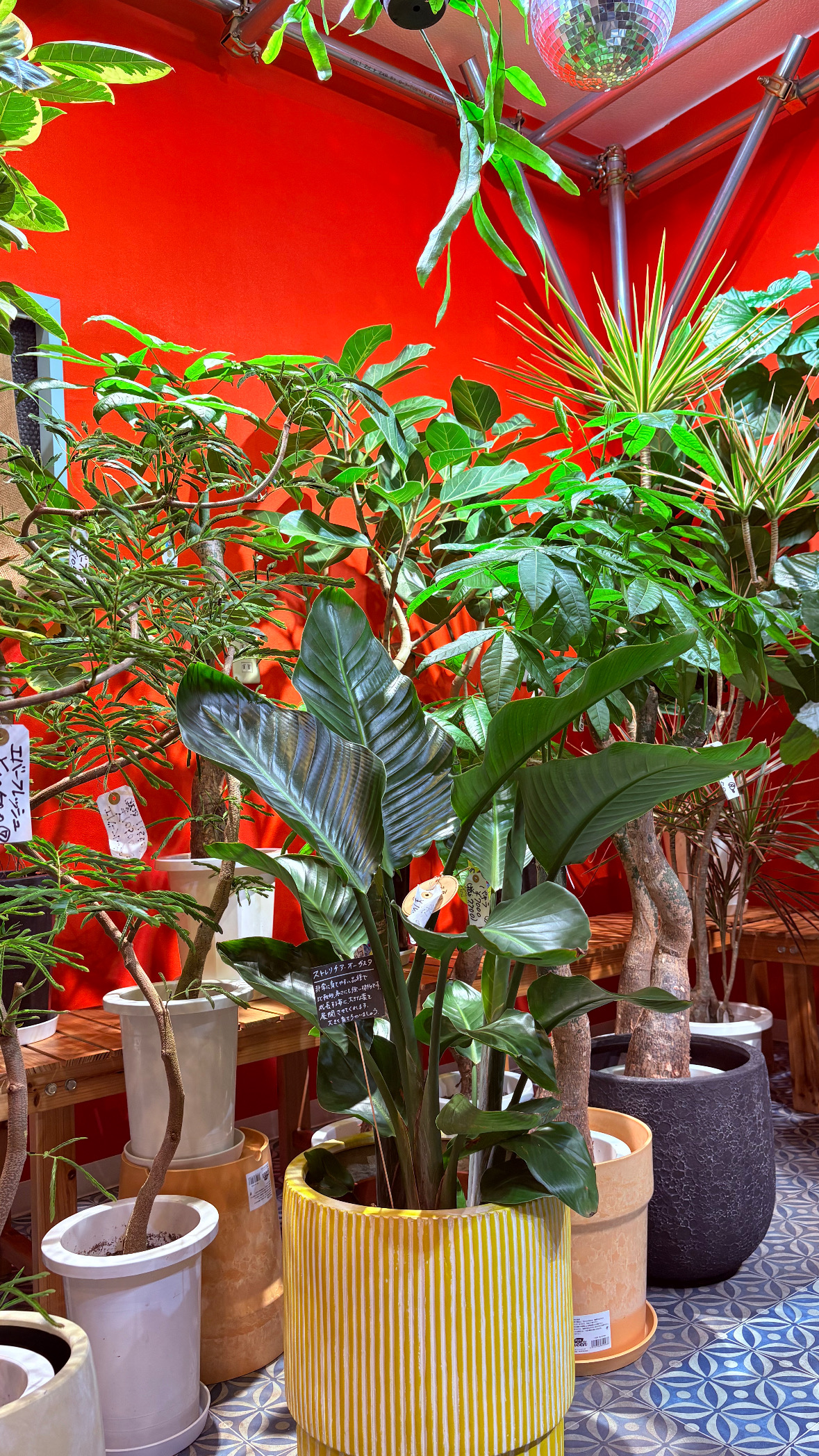 大きな植物や鉢カバーも沢山入荷しています！