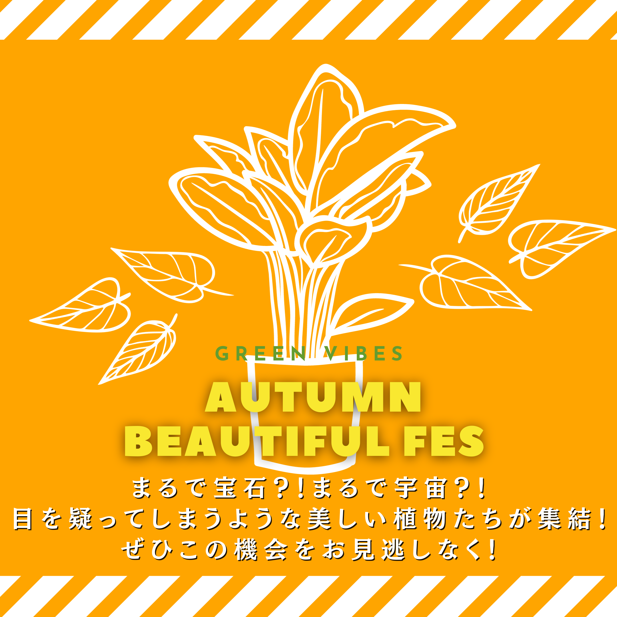 Autumn Beautiful Fes開催！