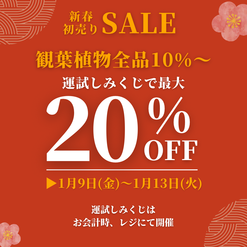 新春セール1月9日(金)〜1月12日(火)まで