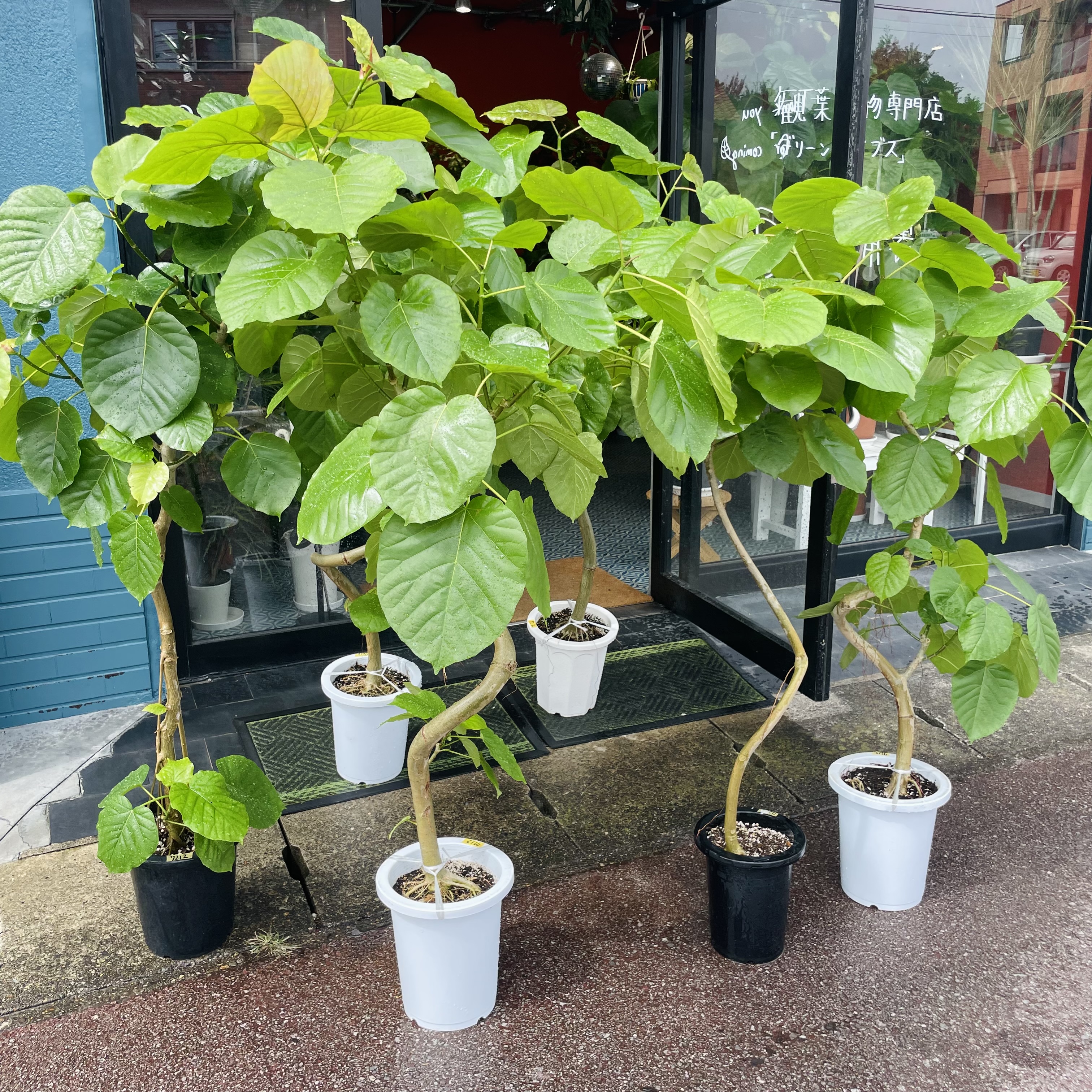 大きな植物も沢山入荷しました！