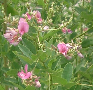 クリスマスといえばケシの実。お正月といえば数の子。おはぎとボタモチとポンチキの関係?