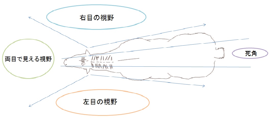 豆知識!馬の視覚