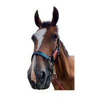 豆知識!馬の毛色の種類