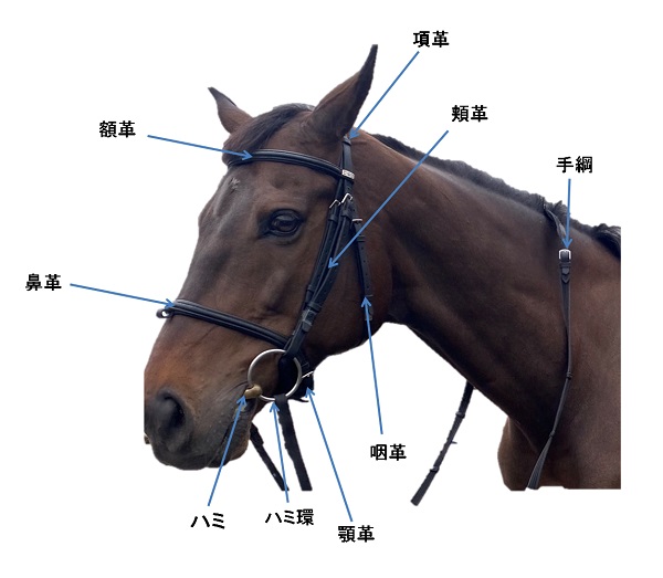 豆知識!!頭絡の名称