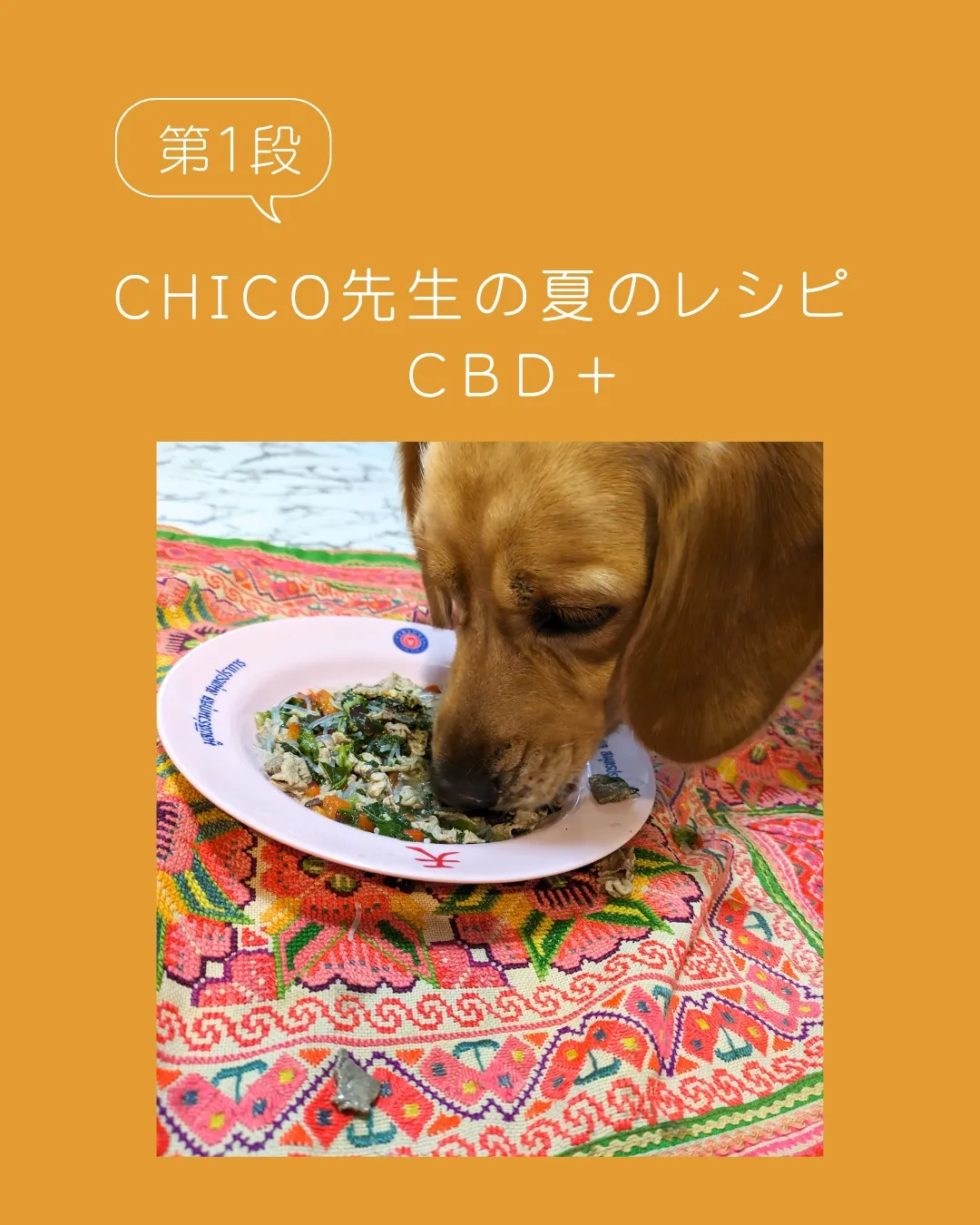 動物の栄養のプロフェッショナルである獣医師CHICO先生の夏のレシピ　