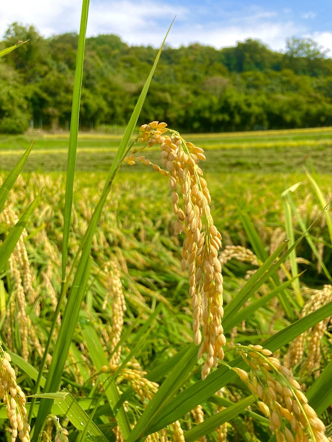 新米入荷!岡山県産あきたこまち【5kg×2袋セット】