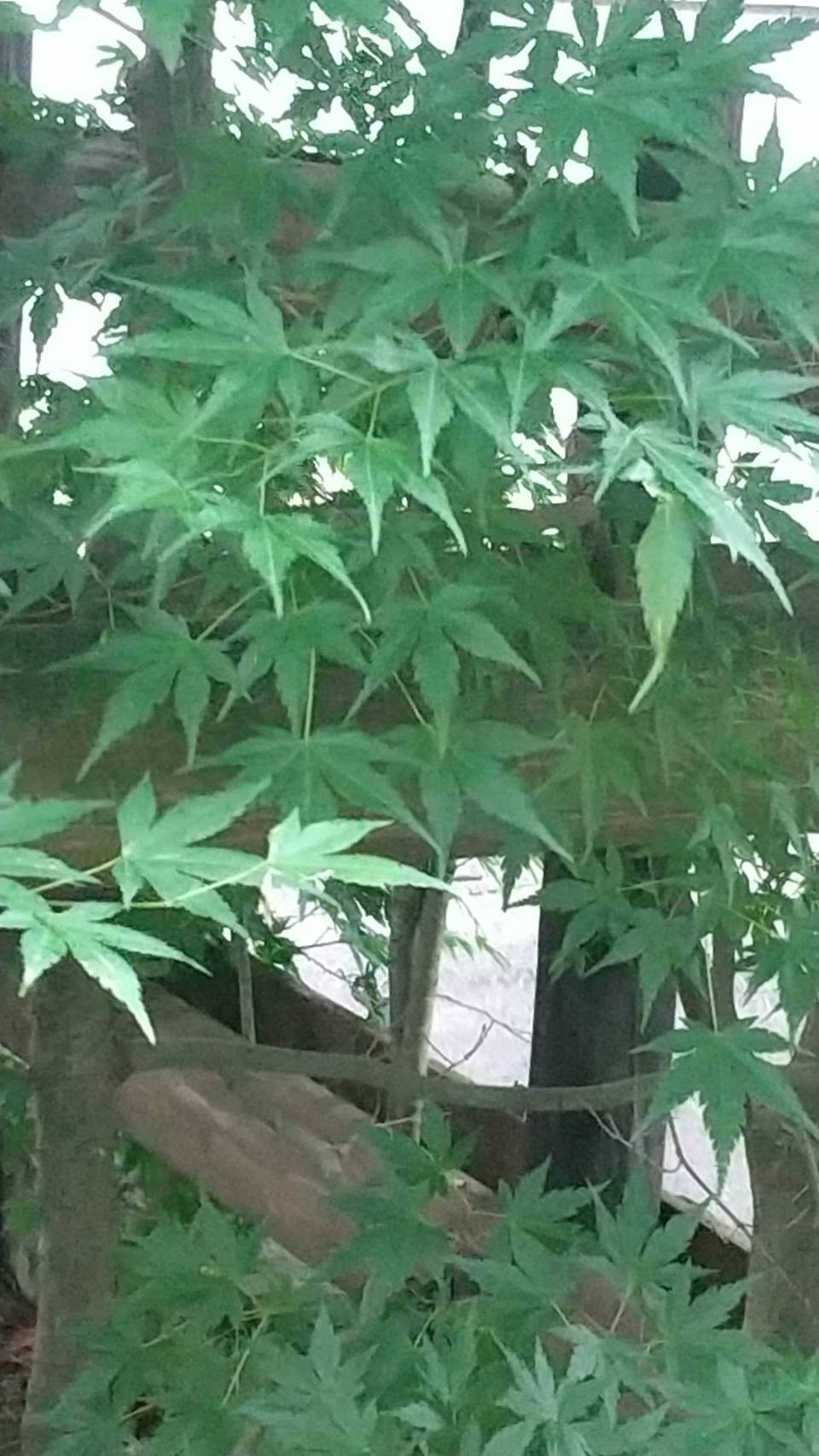 あっというまに・・・