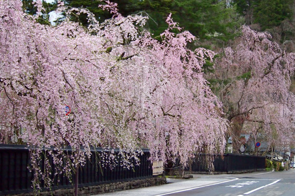 角館の桜と新緑