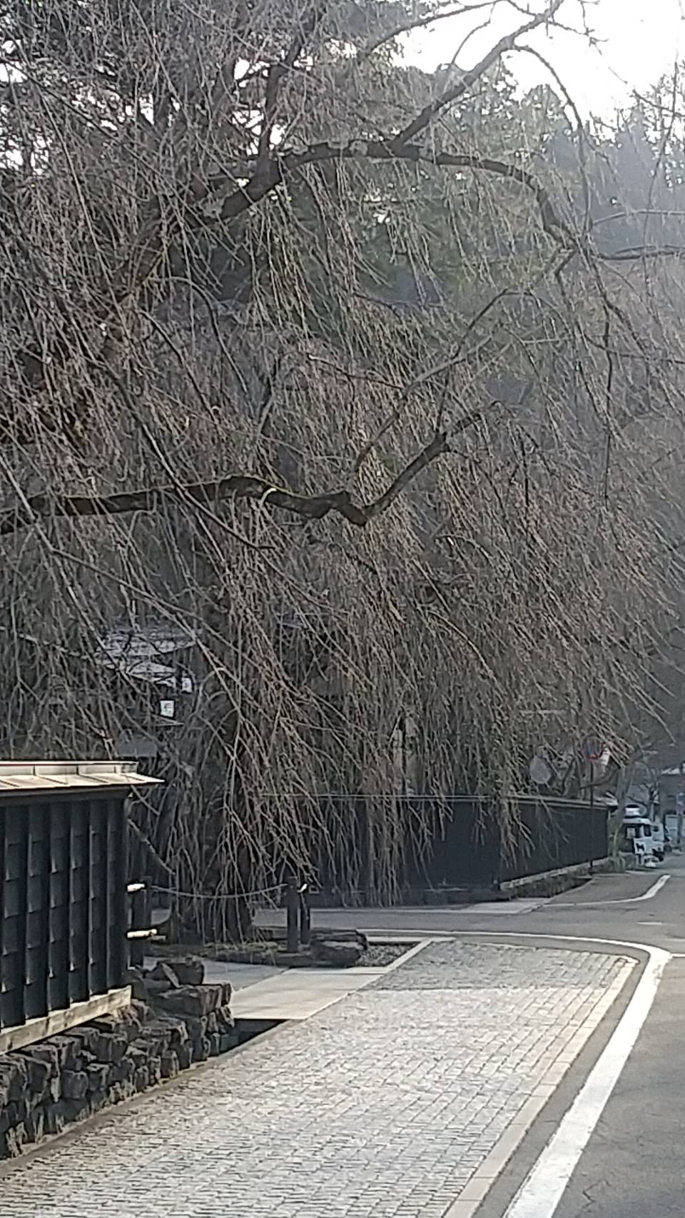 🌸もうすぐ桜の季節🌸