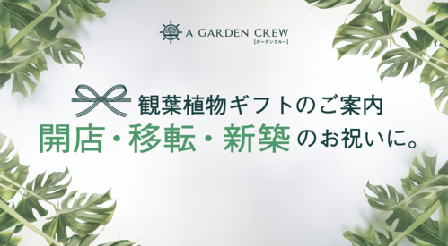 〜開店・移転のお祝いに〜観葉植物ギフトのご案内