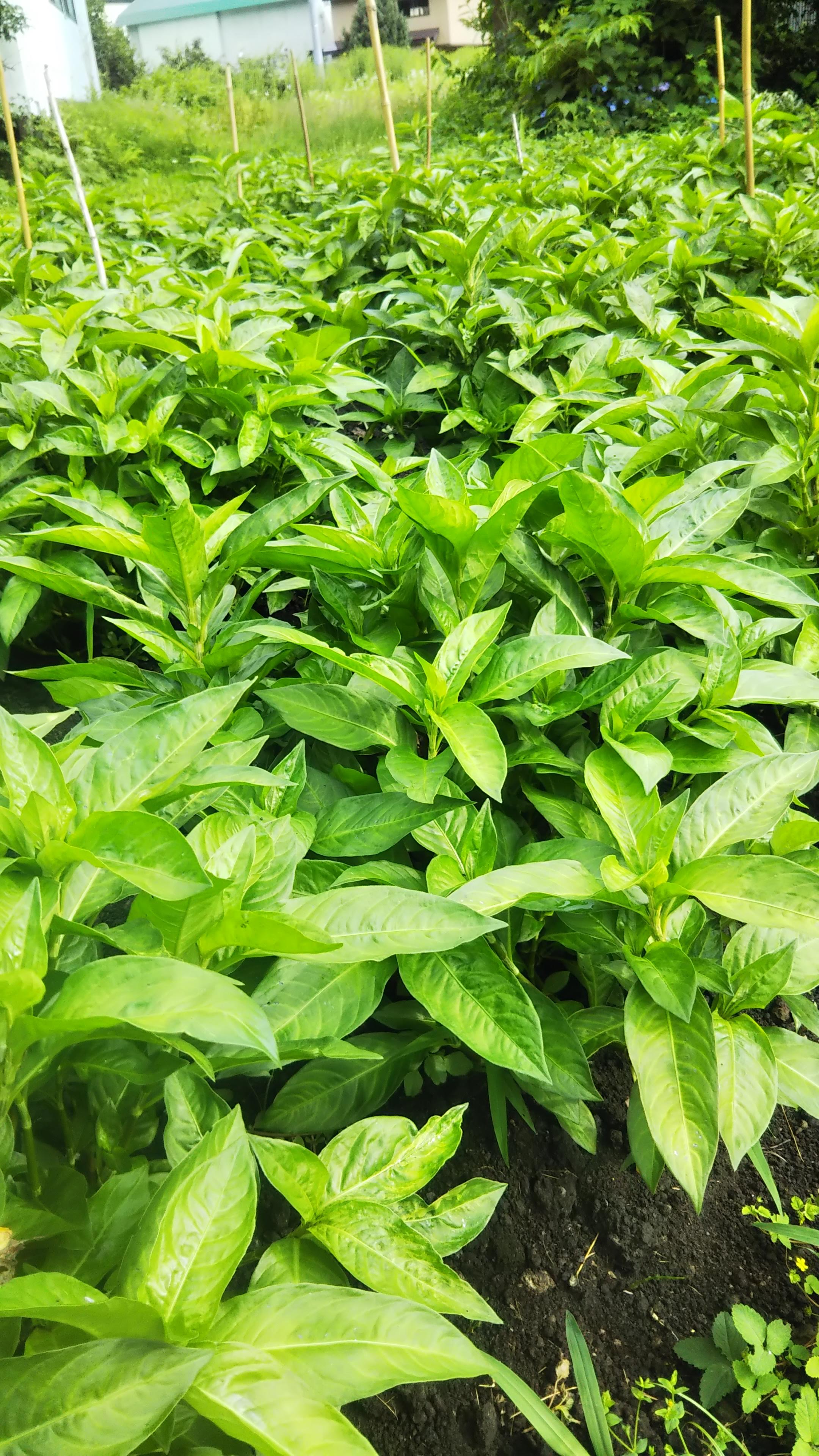 藍の生葉染めの代償は…。