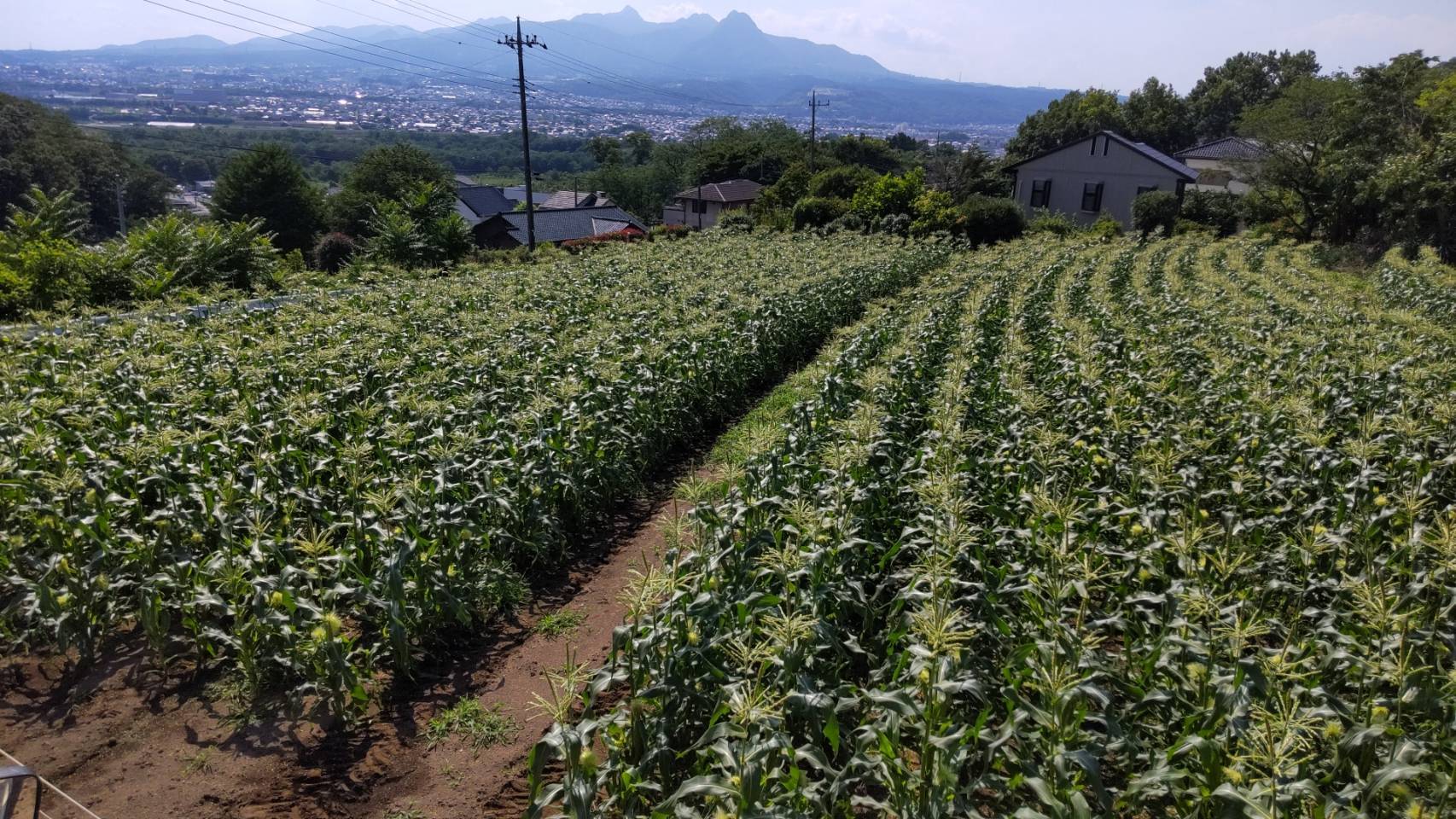 畑の風景です