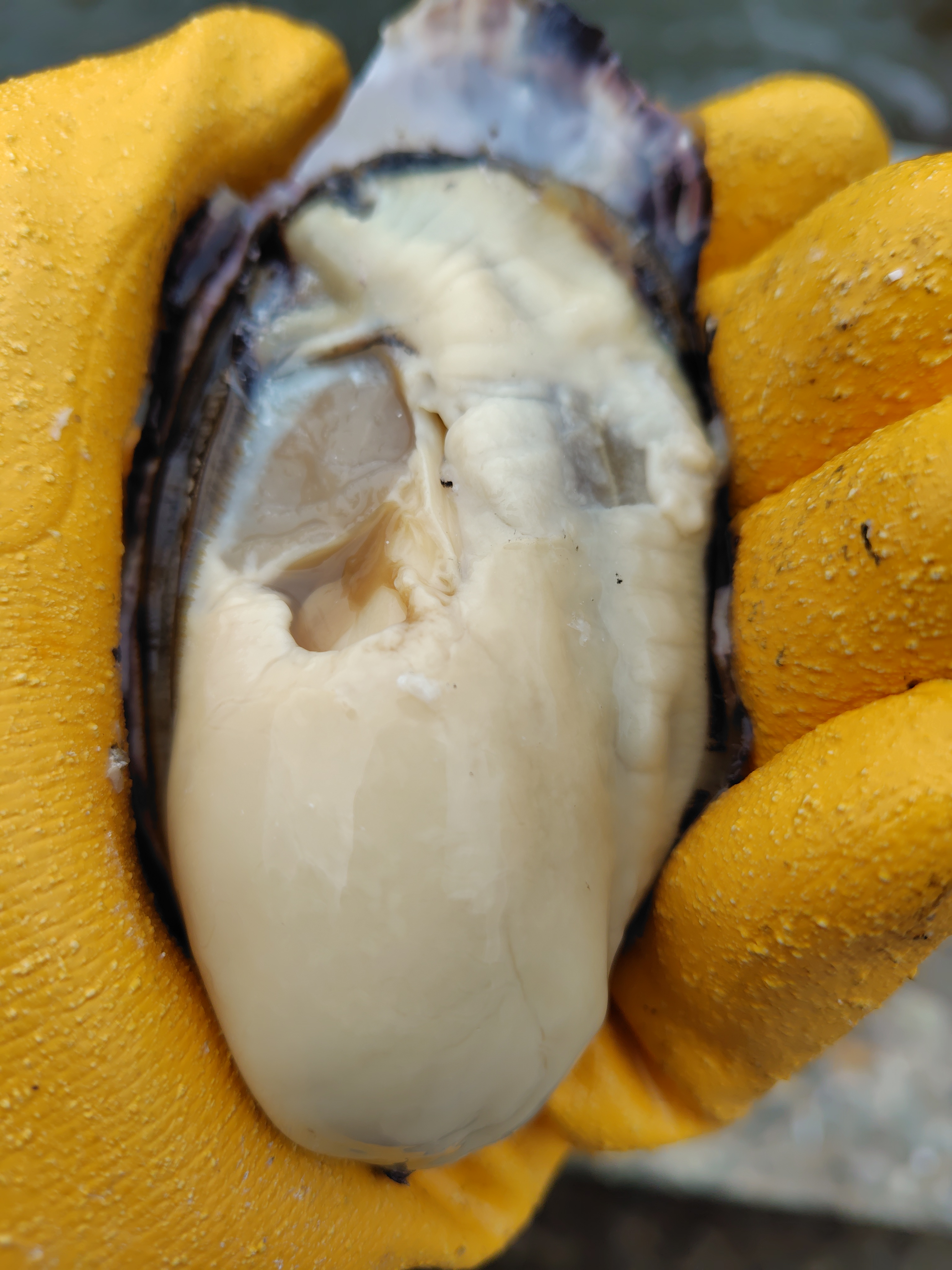 1割増量してお届けします!