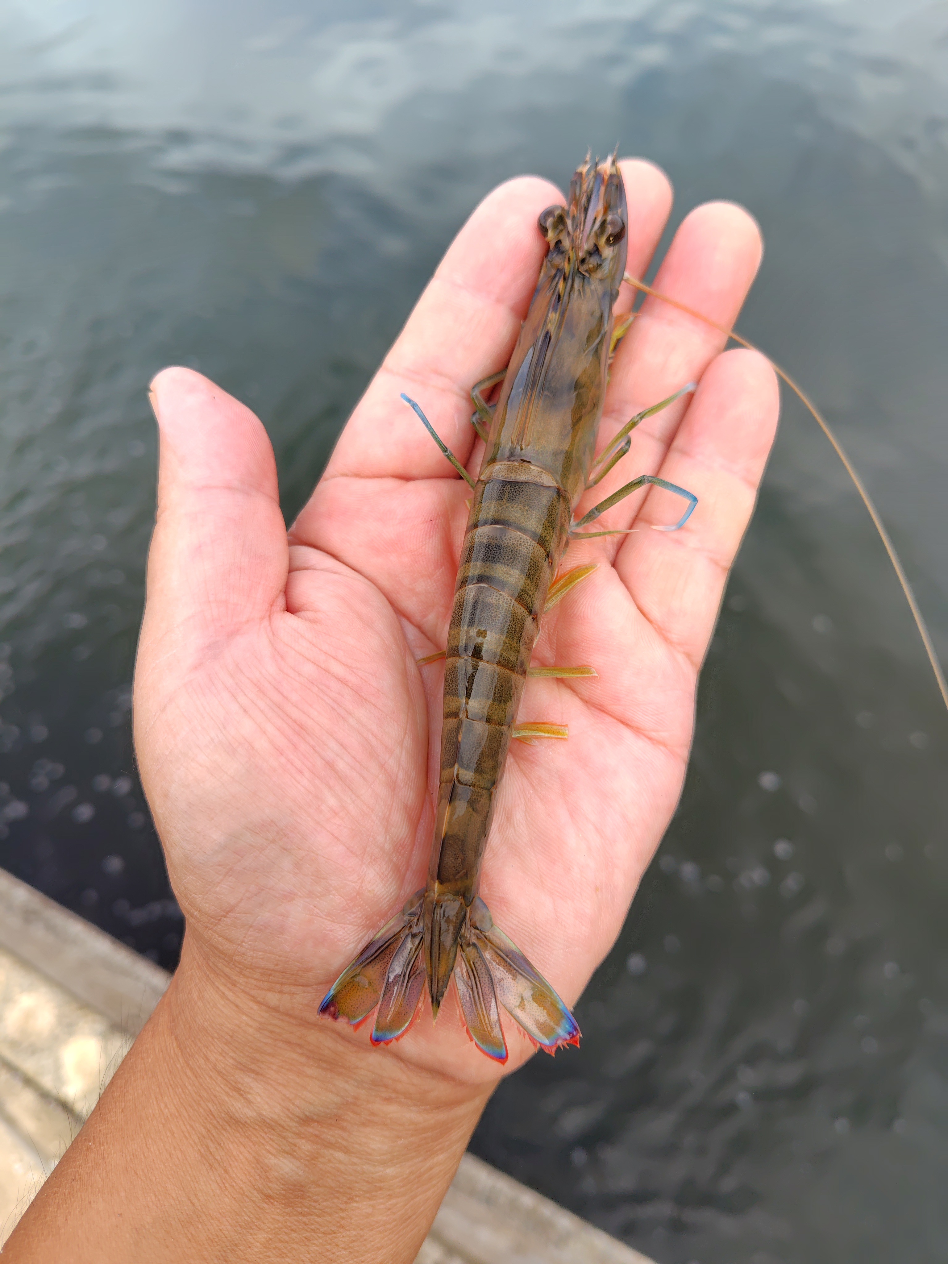 車海老の生育状況