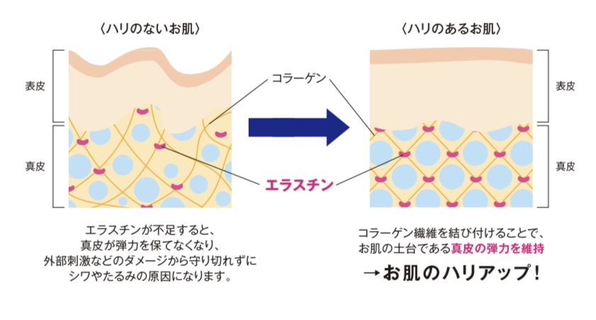 「Lotion Essence レジュル」について…④