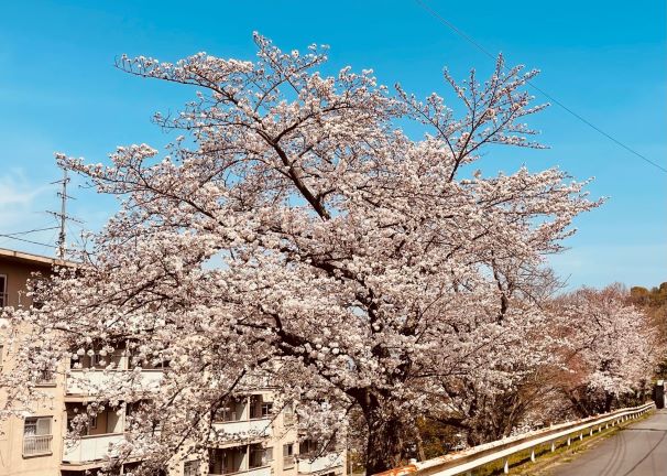 桜の季節です…