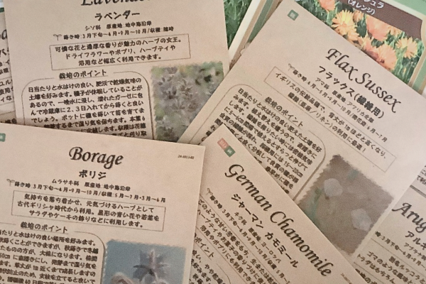 秋まきの種子 みえない時間