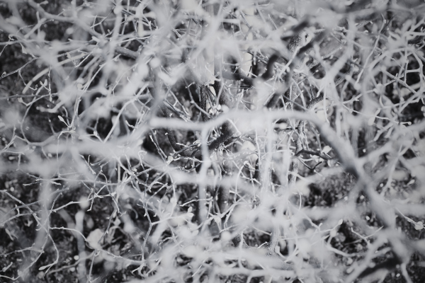 ゆりかごになりたい、とヤナギは言った